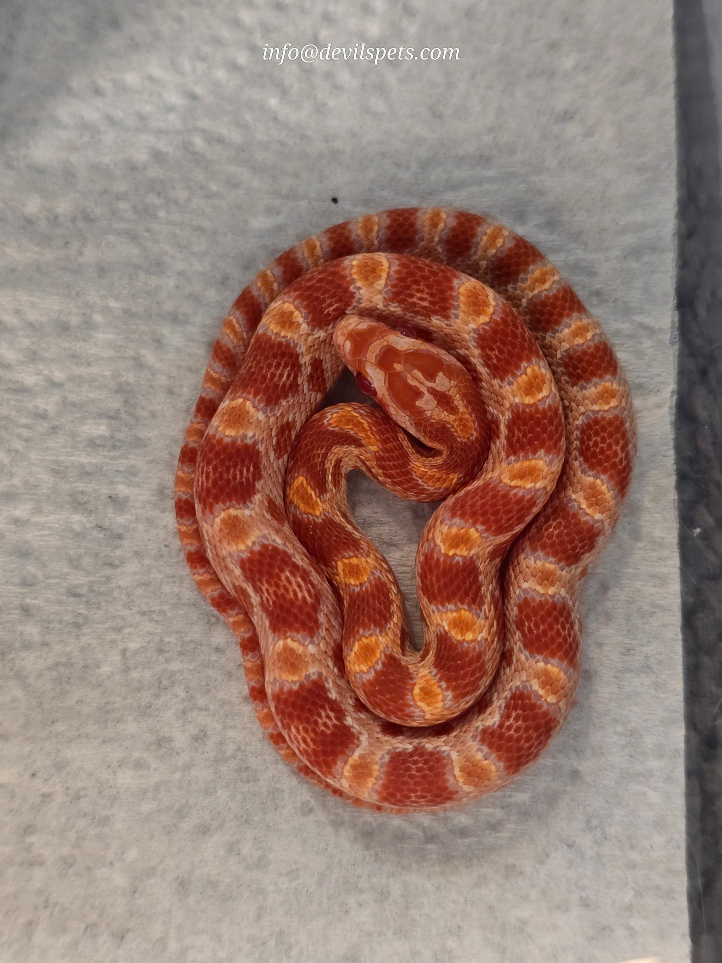 Amelanistic corn snake (cb baby)