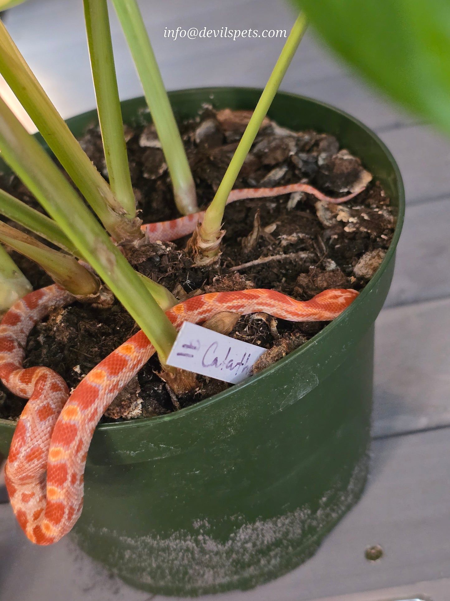 Amelanistic corn snake (cb baby)