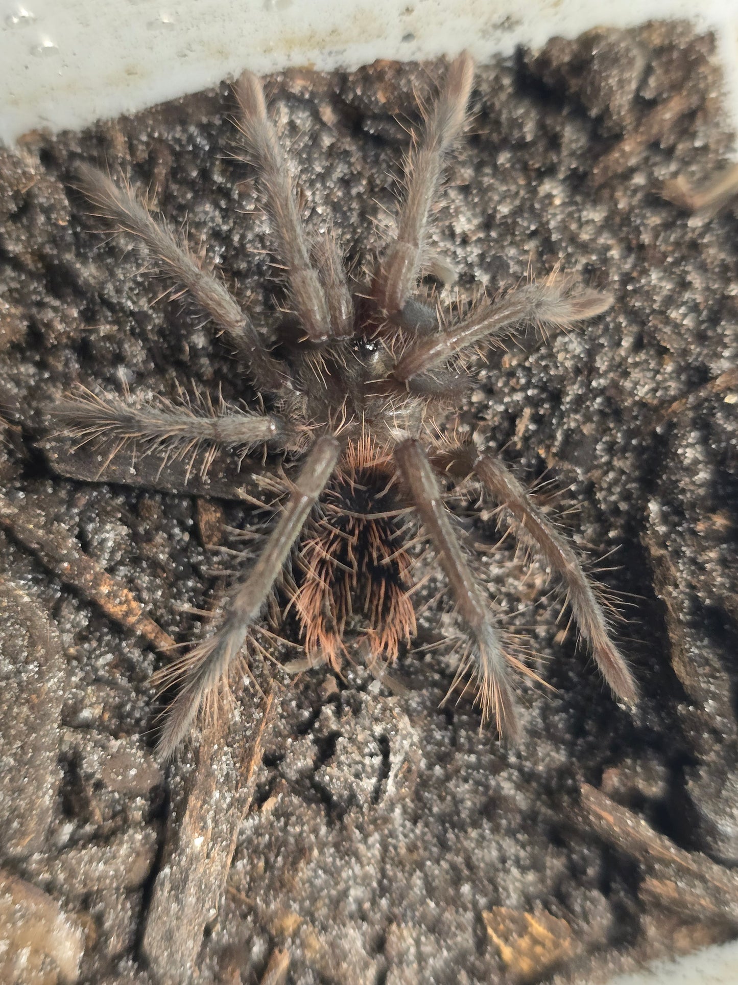Xenesthis immanis