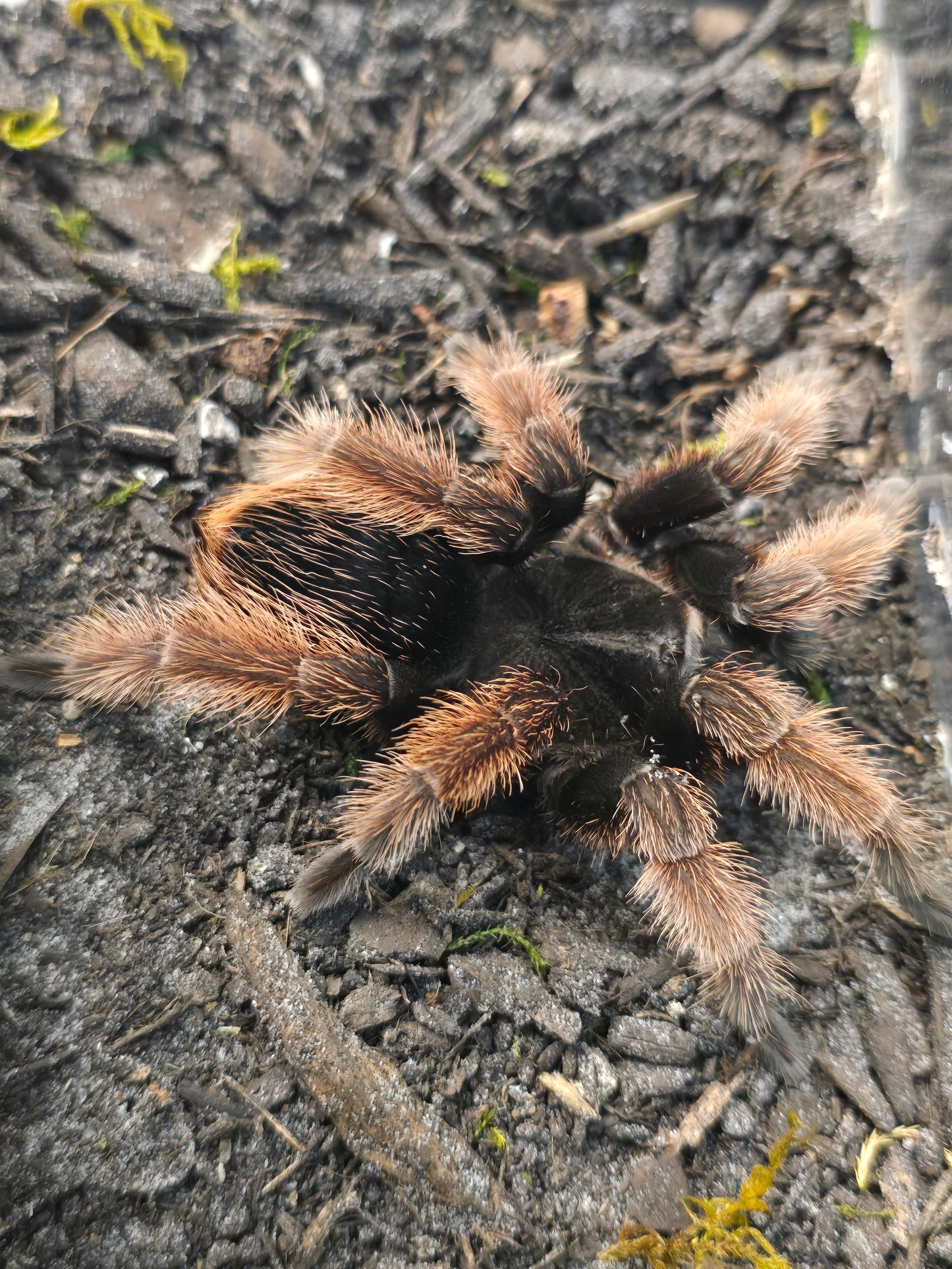 Brachypelma klaasi