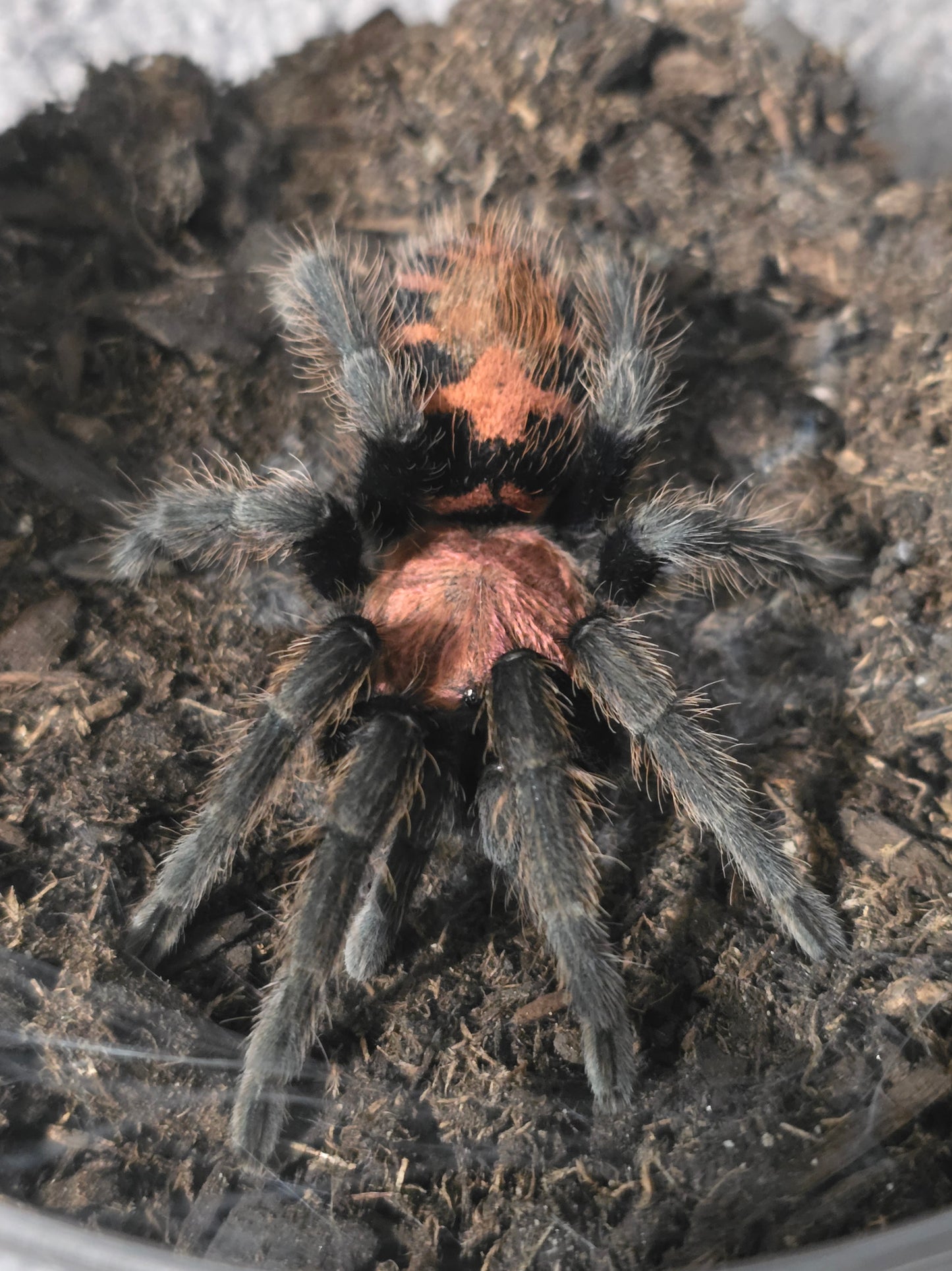 Davus pentaloris