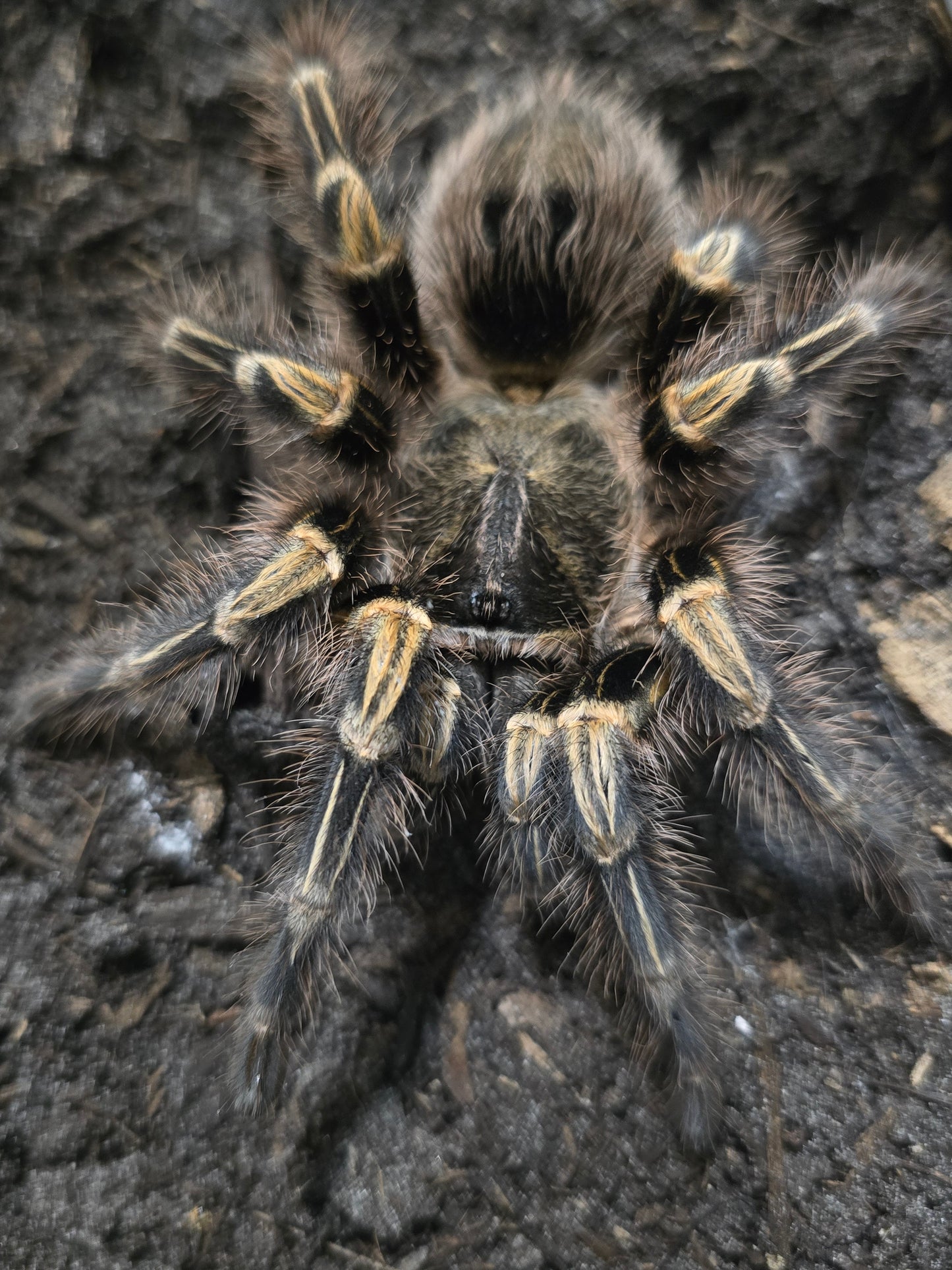 Grammastola pulchripes