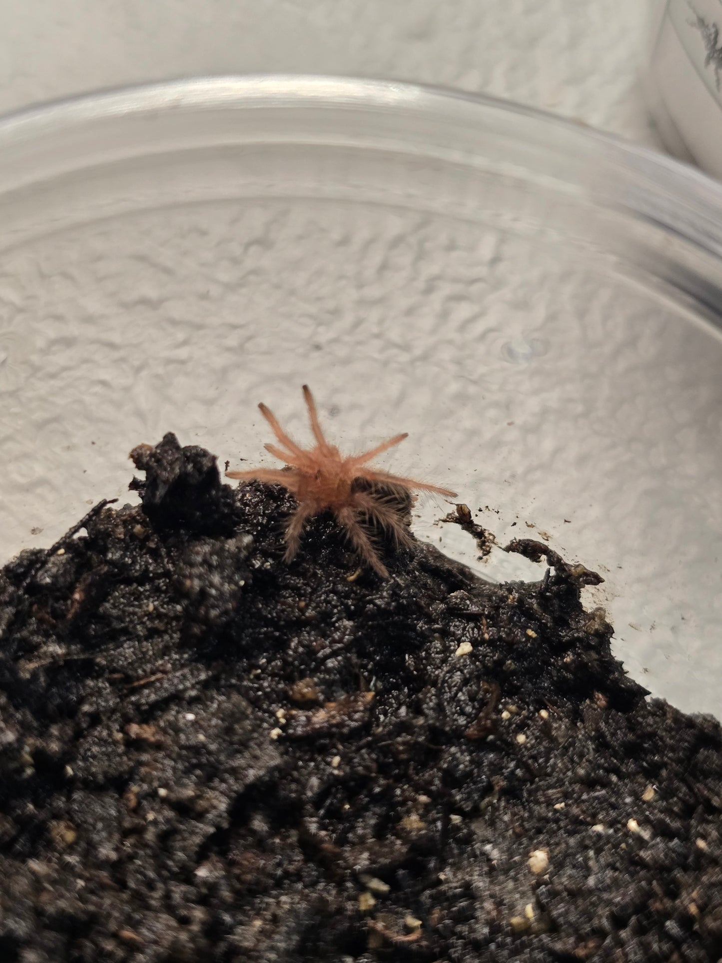Grammastola pulchripes