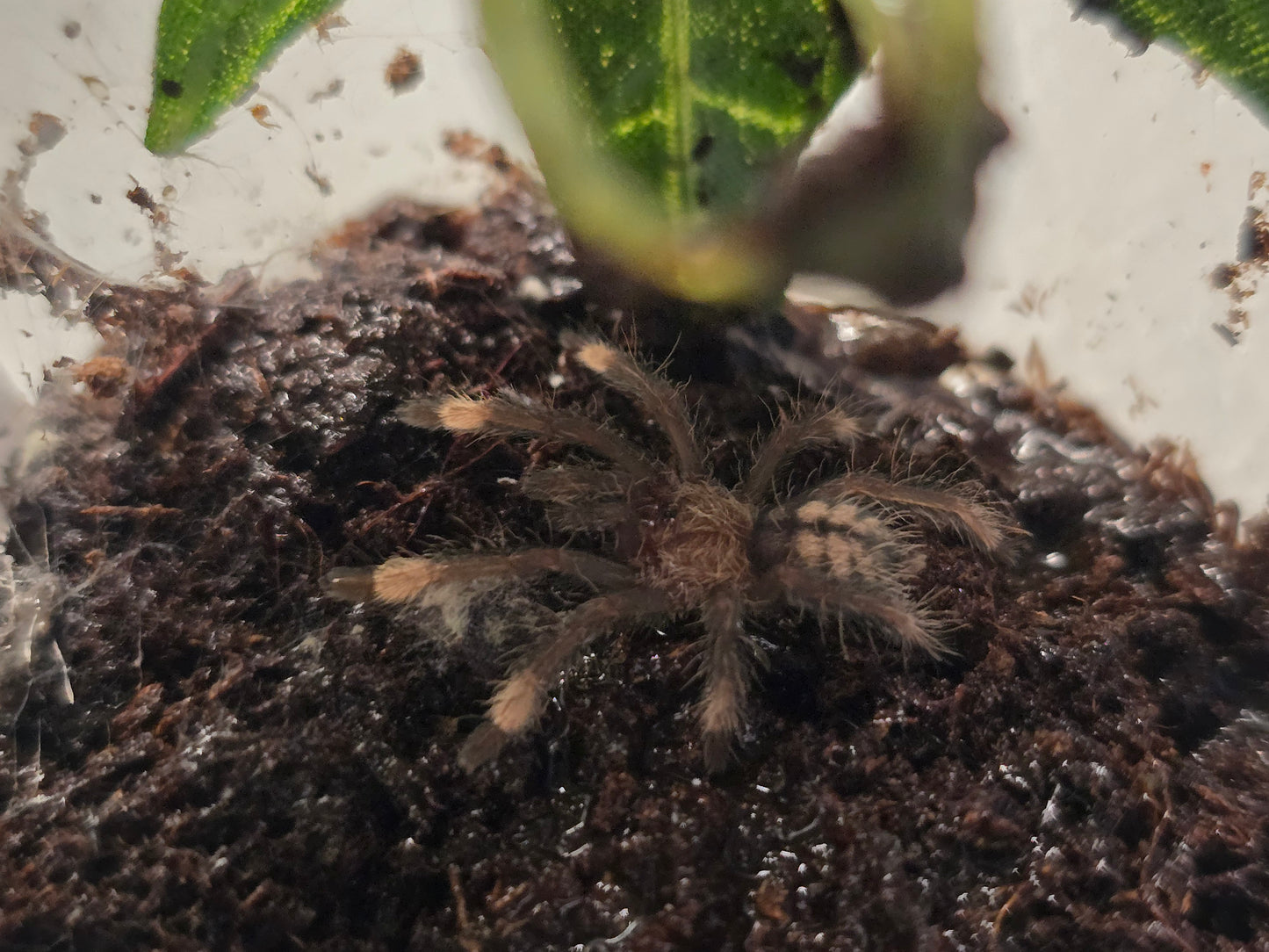 Psalmopoeus cambridgei