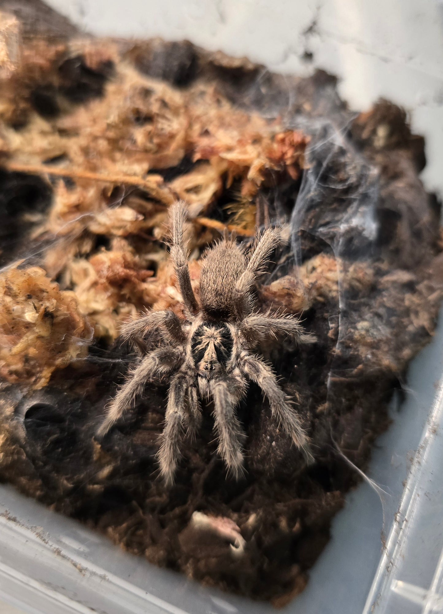 Neoholothele incei (olive)