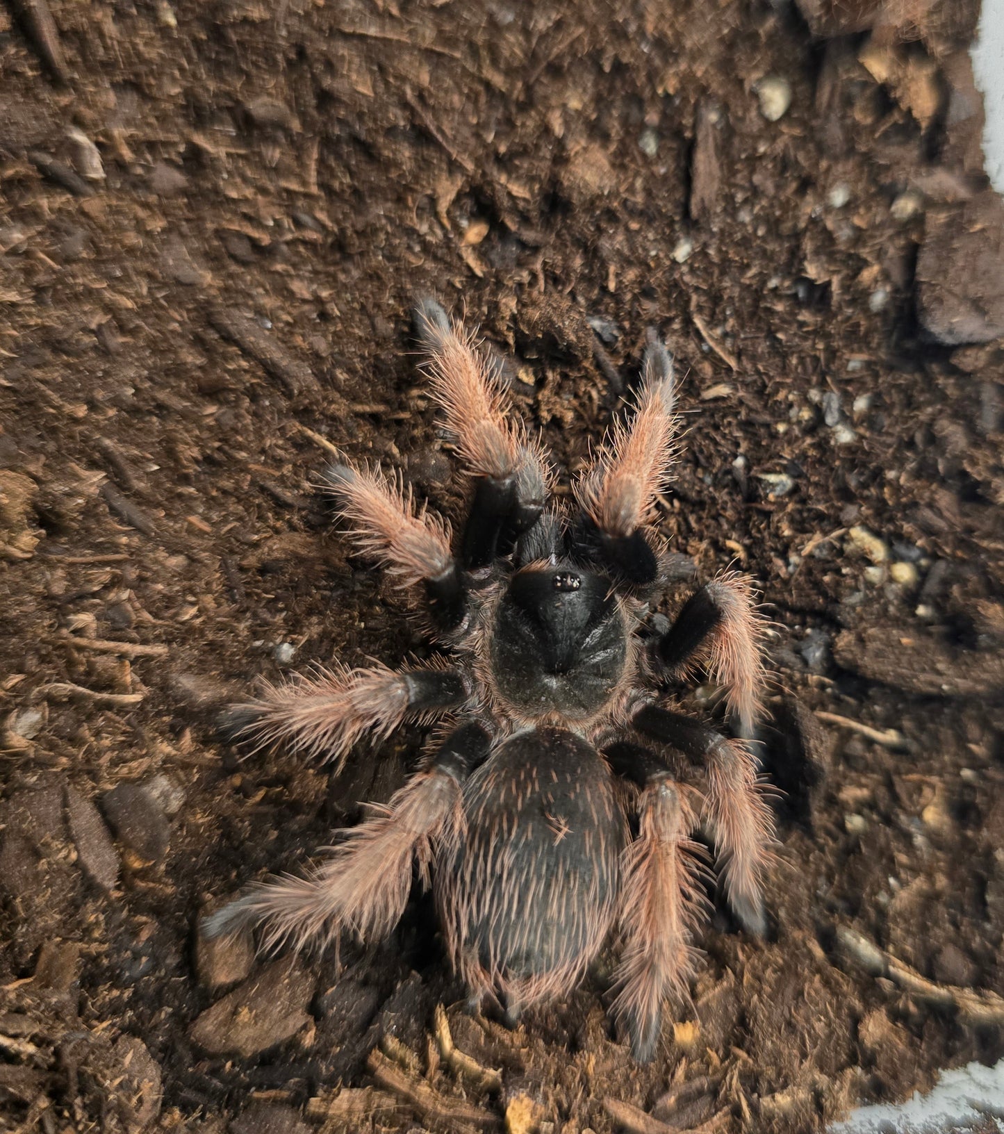 Brachypelma klaasi