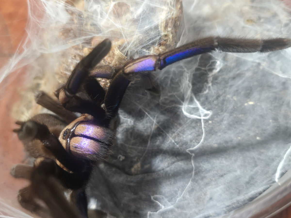 Chilobrachys natanicharum