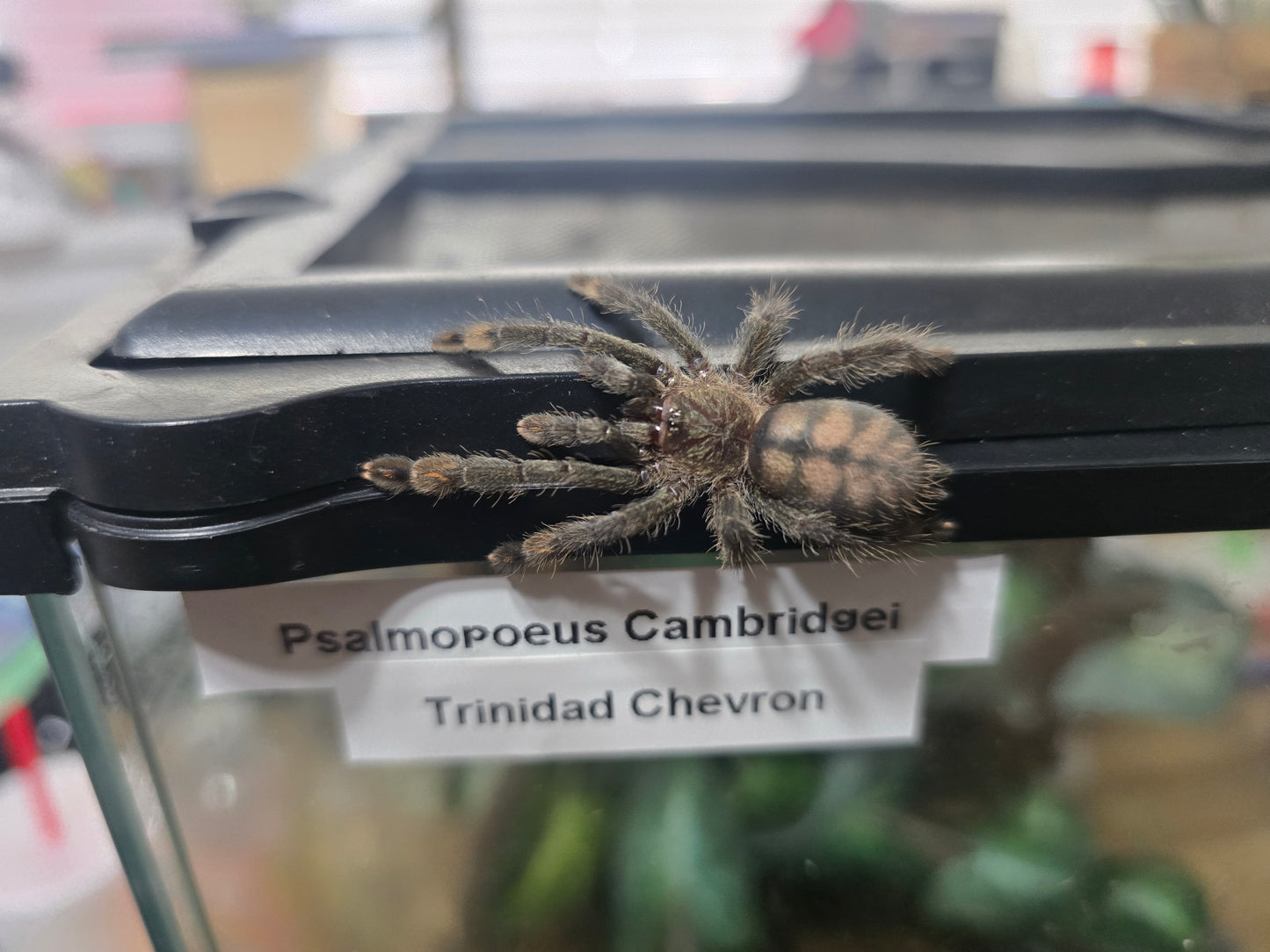 Psalmopoeus cambridgei