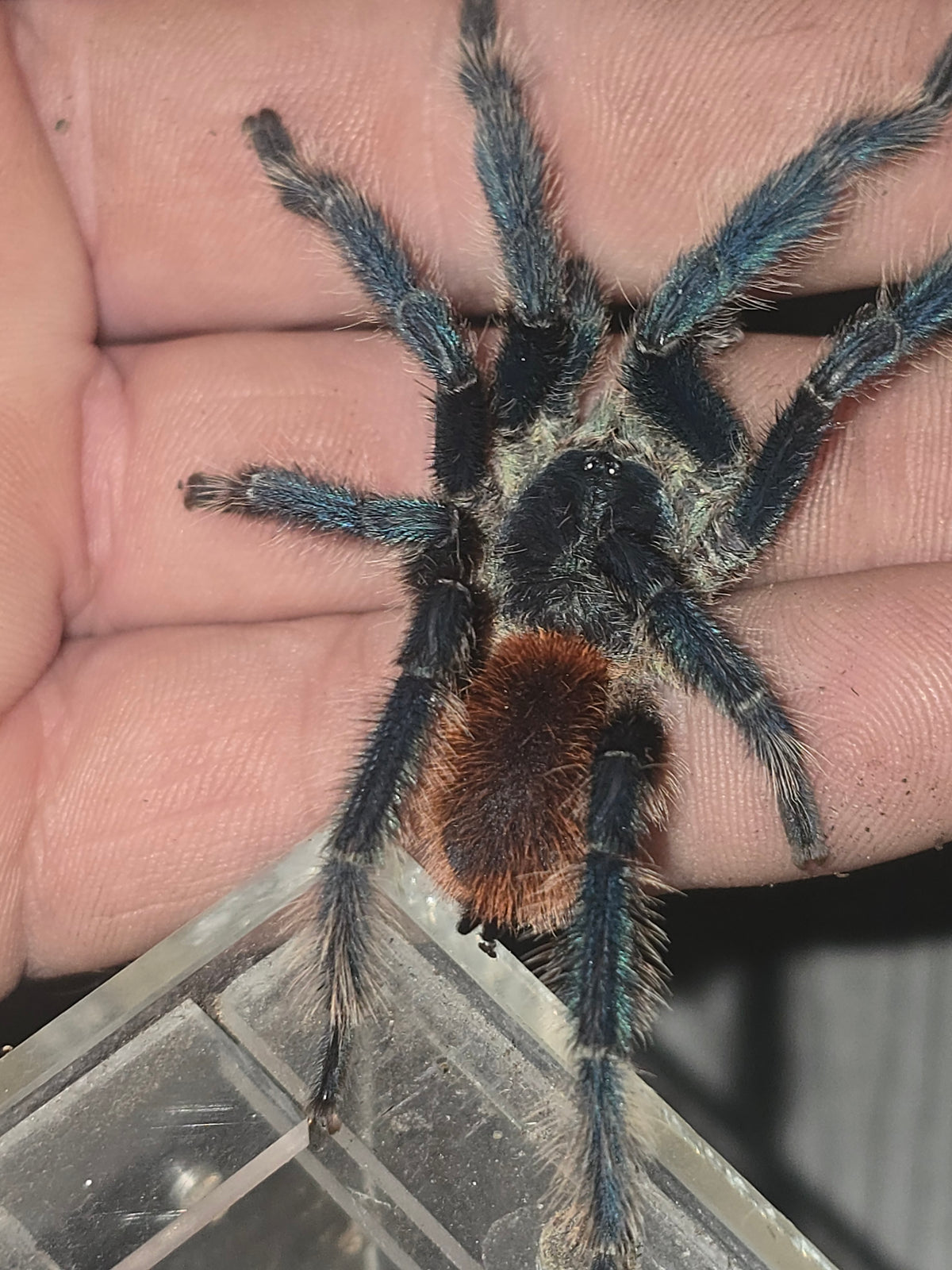 Dolichothele diamantinensis