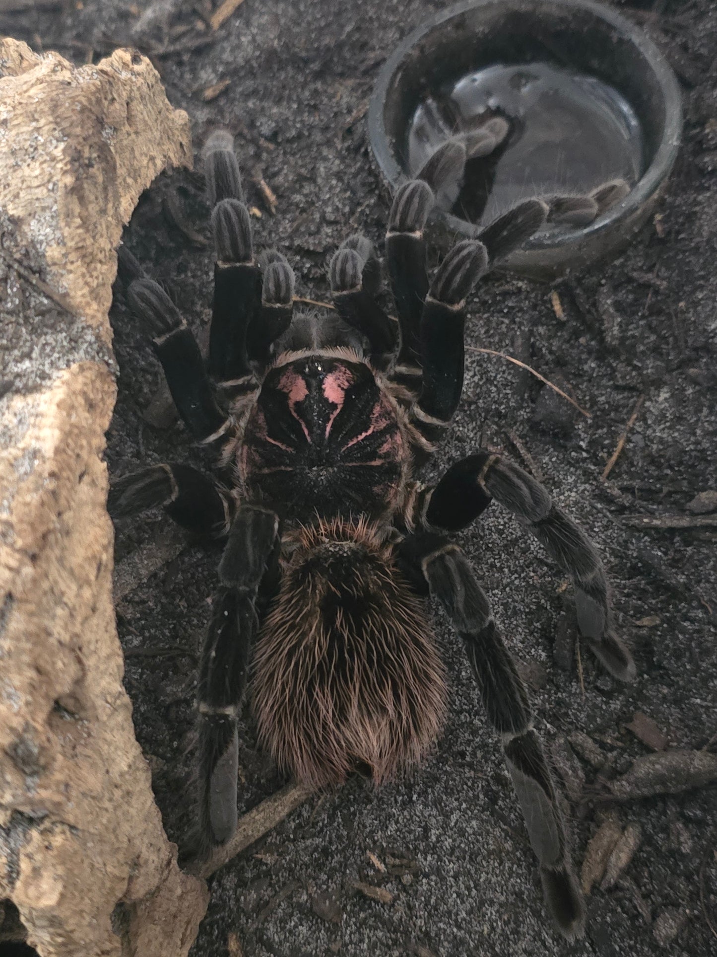 Xenesthis immanis