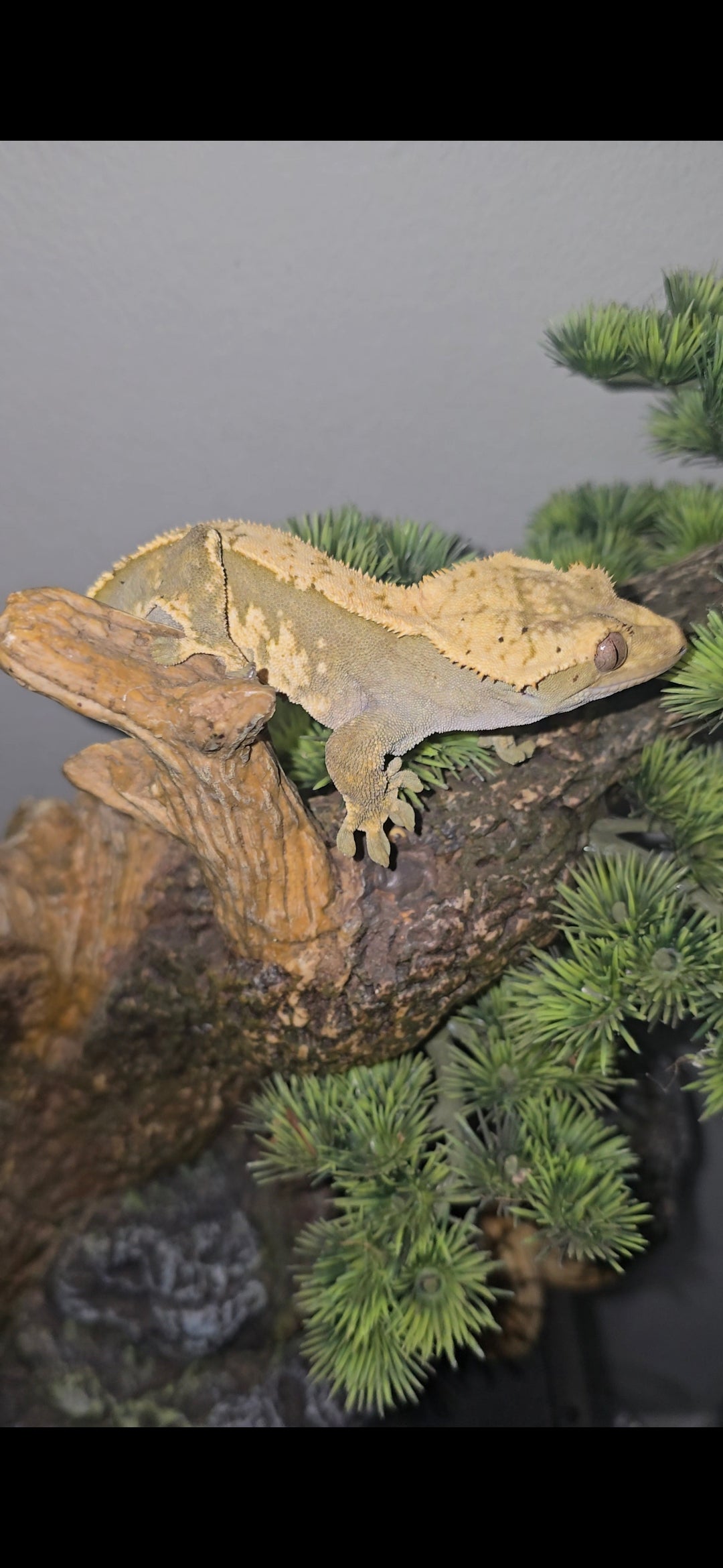 Adult male olive harlequin emptyback crested gecko