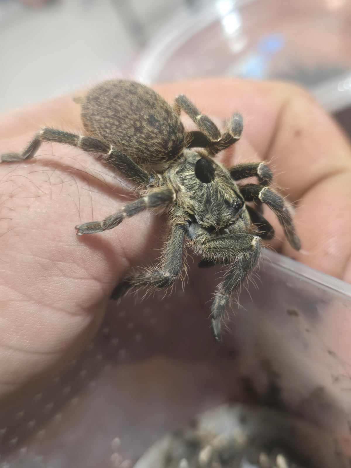 Ceratogyrus darlingi