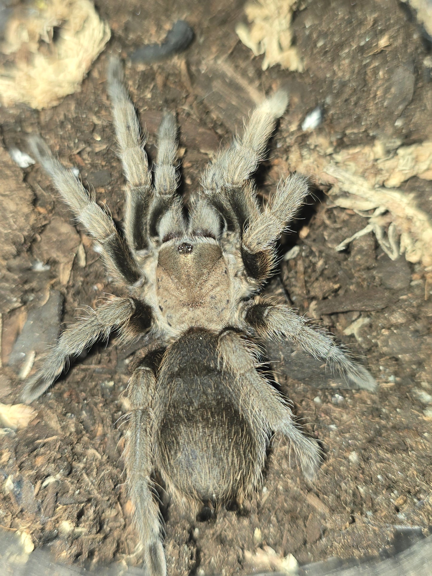 Aphonopelma gabeli