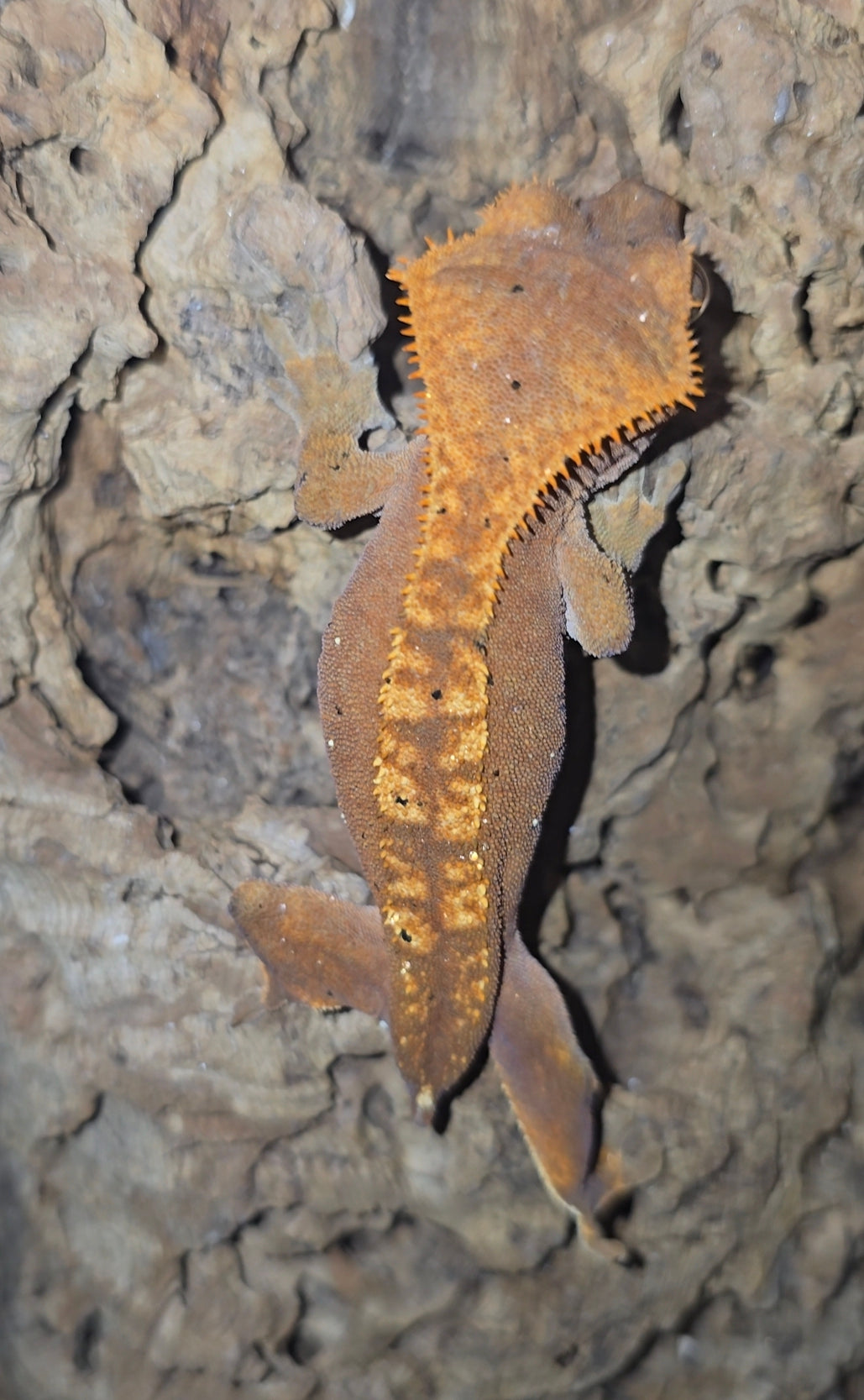 Red flame crested gecko female
