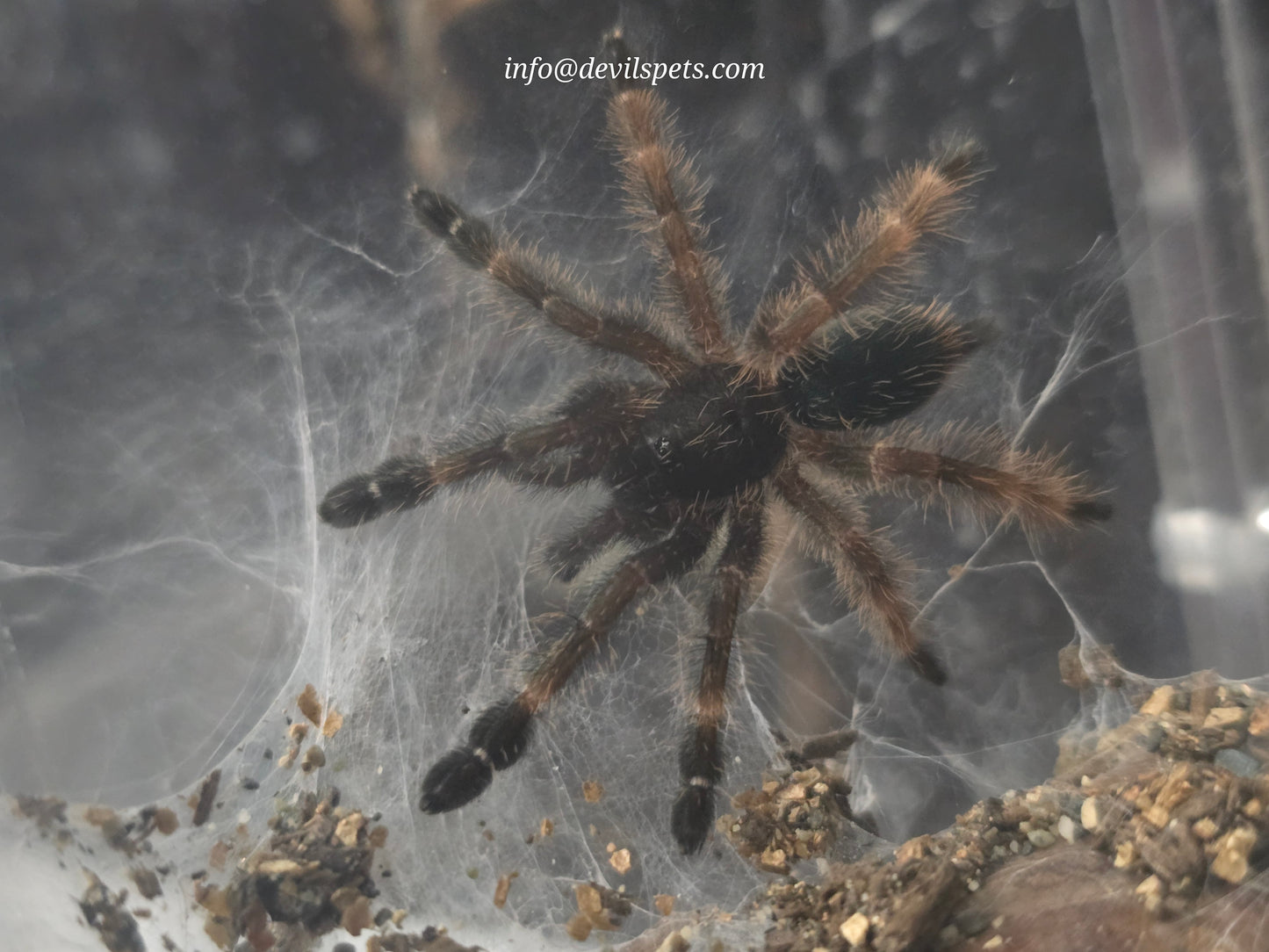 Psalmopoeus victori (Darth Maul, Mexican half and half)
