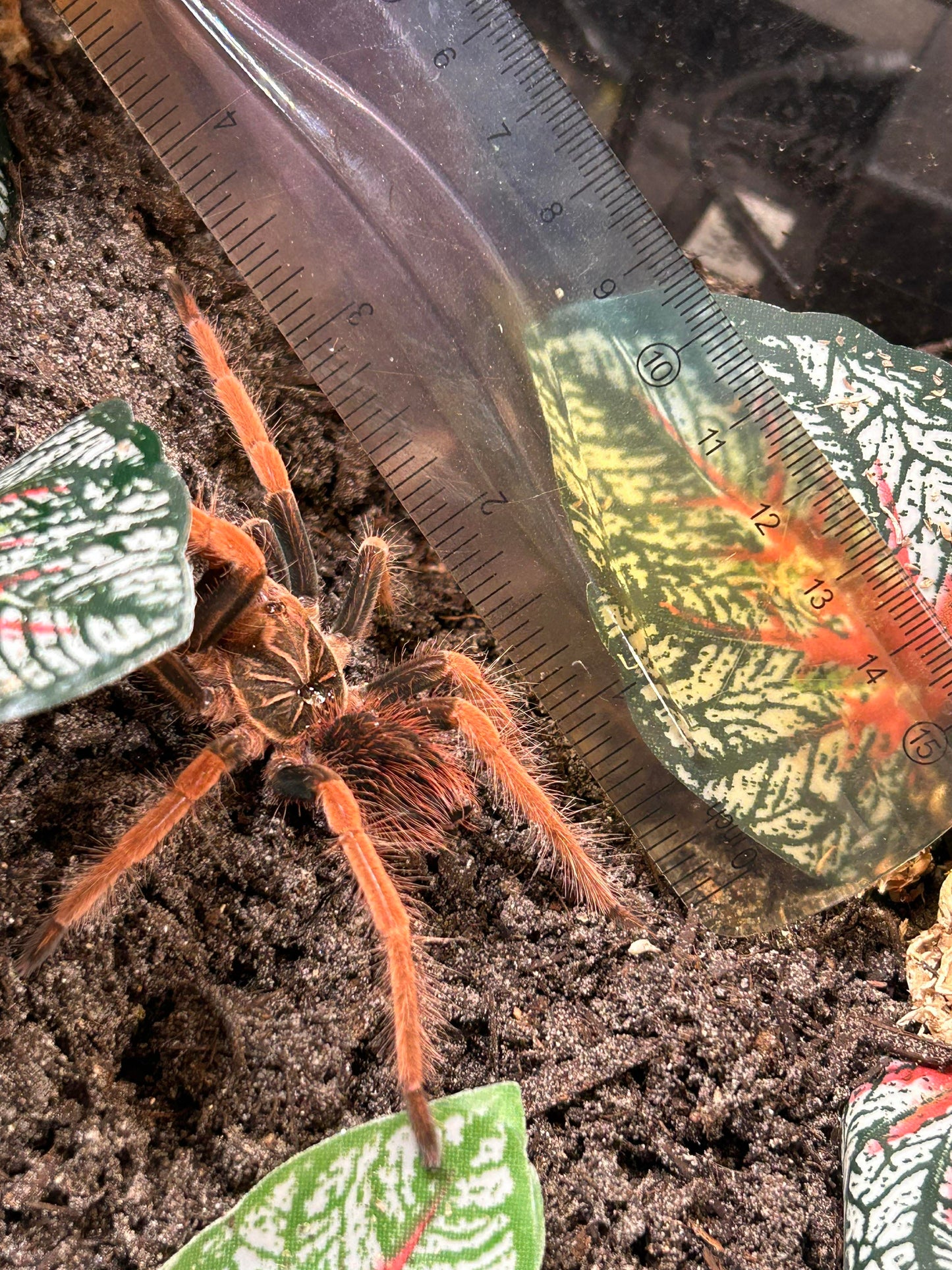 Pamphobeteus solaris