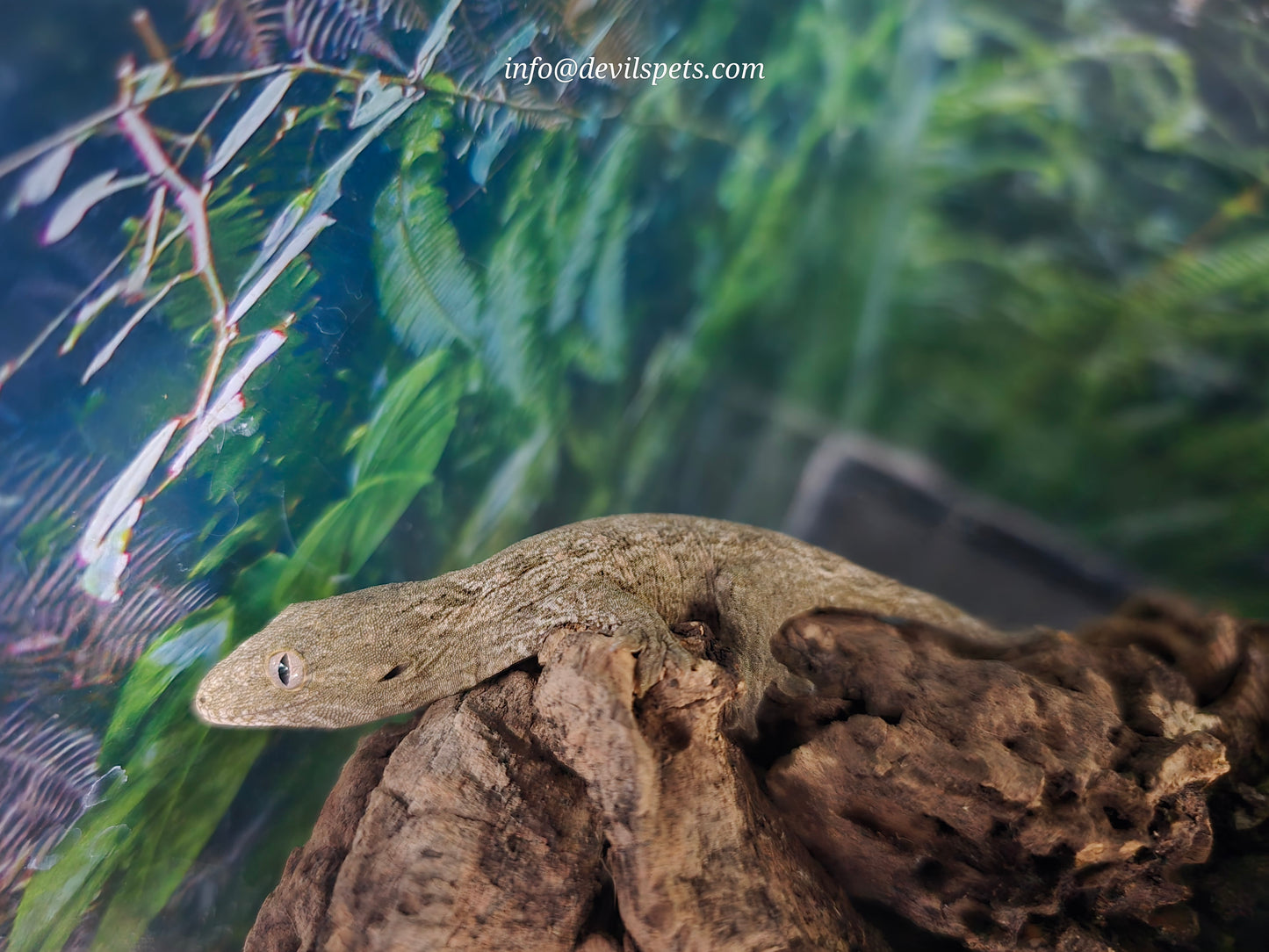 Bayo leachianus gecko