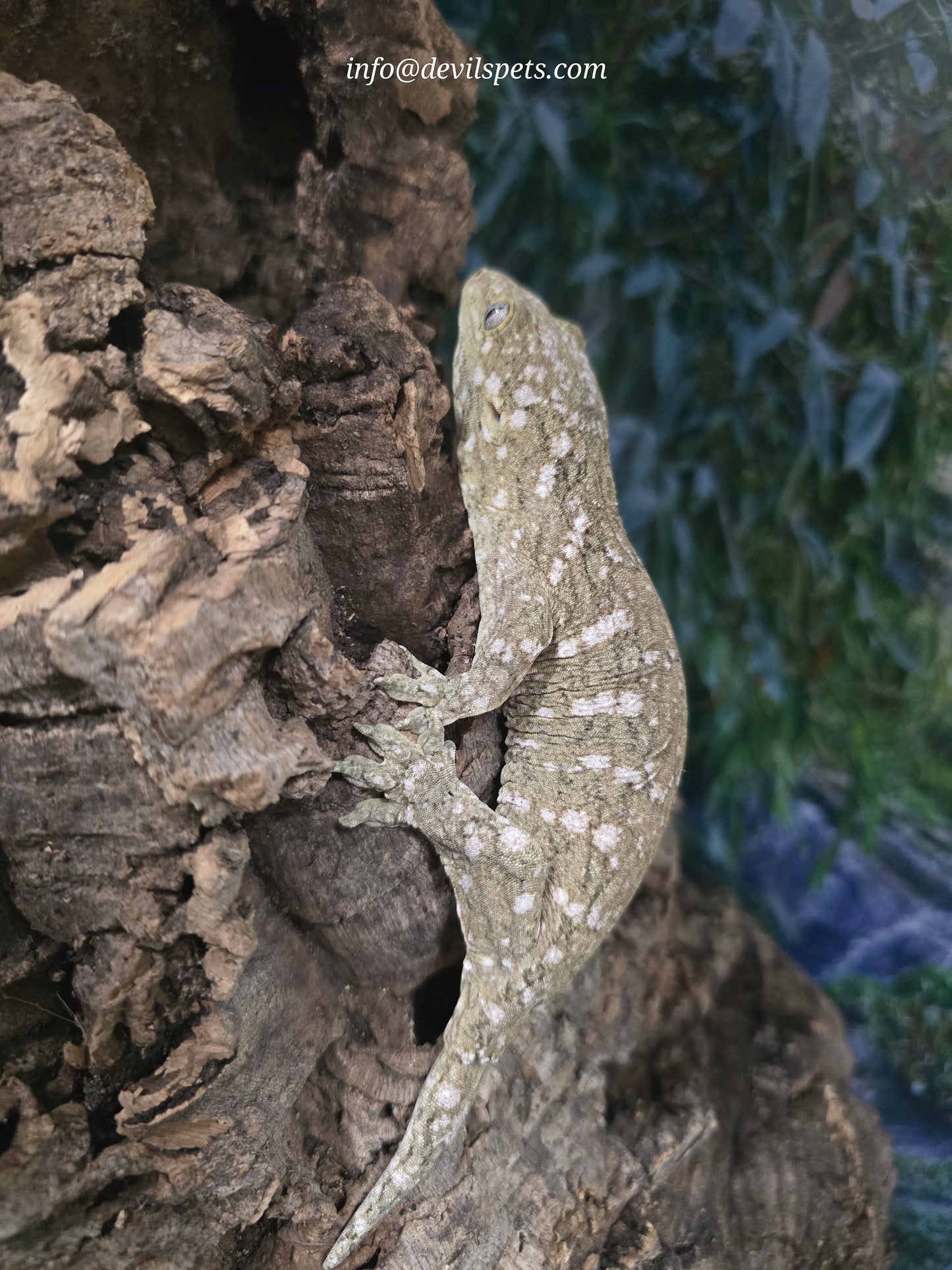 GTX Leachianus gecko