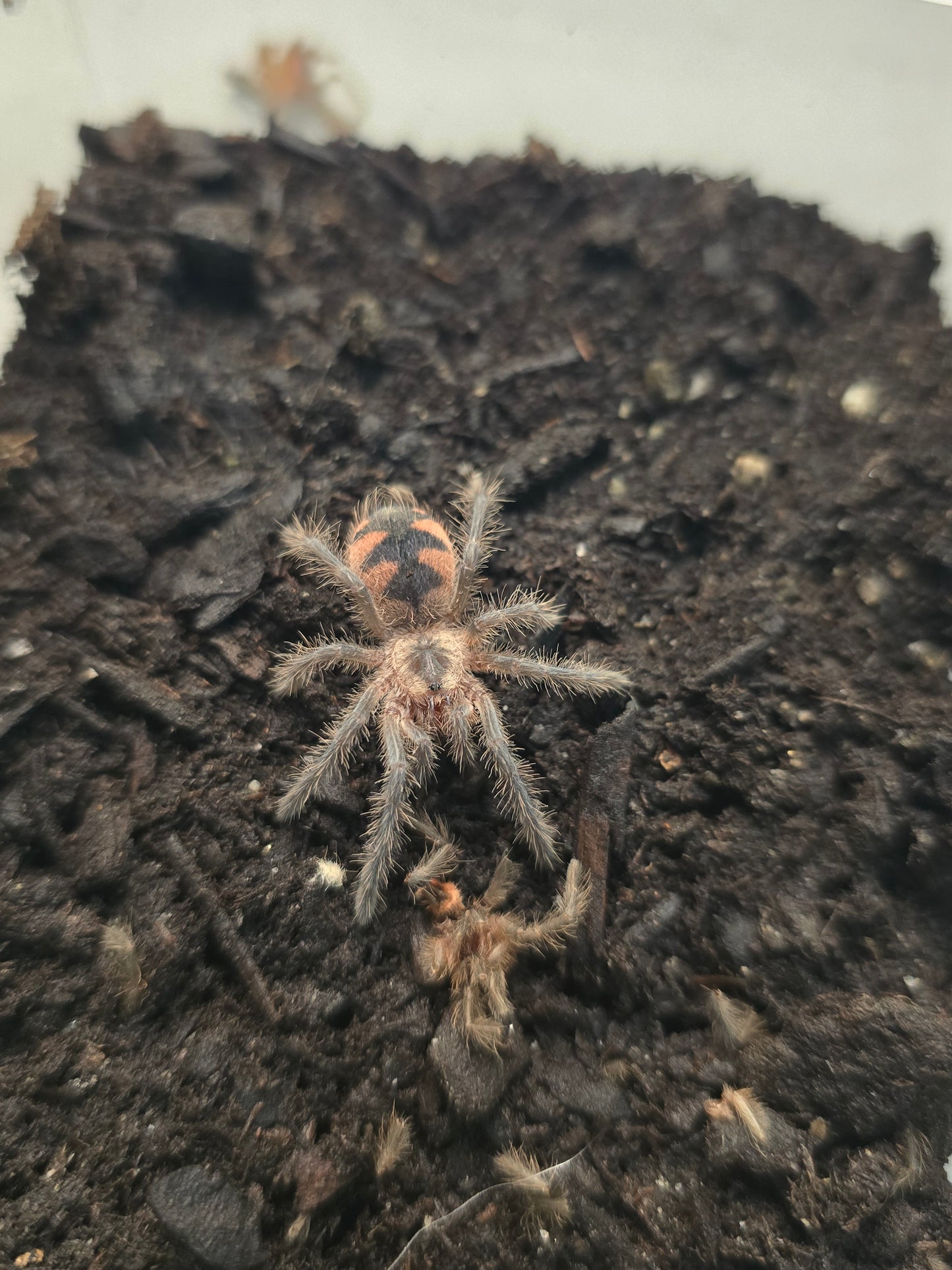 Pamphobeteus machala