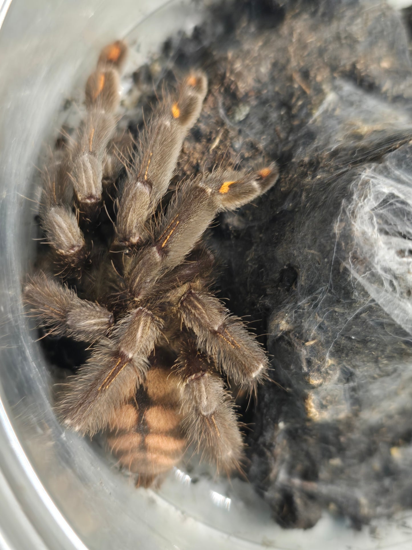 Psalmopoeus irminia (Venezuelan Suntiger)