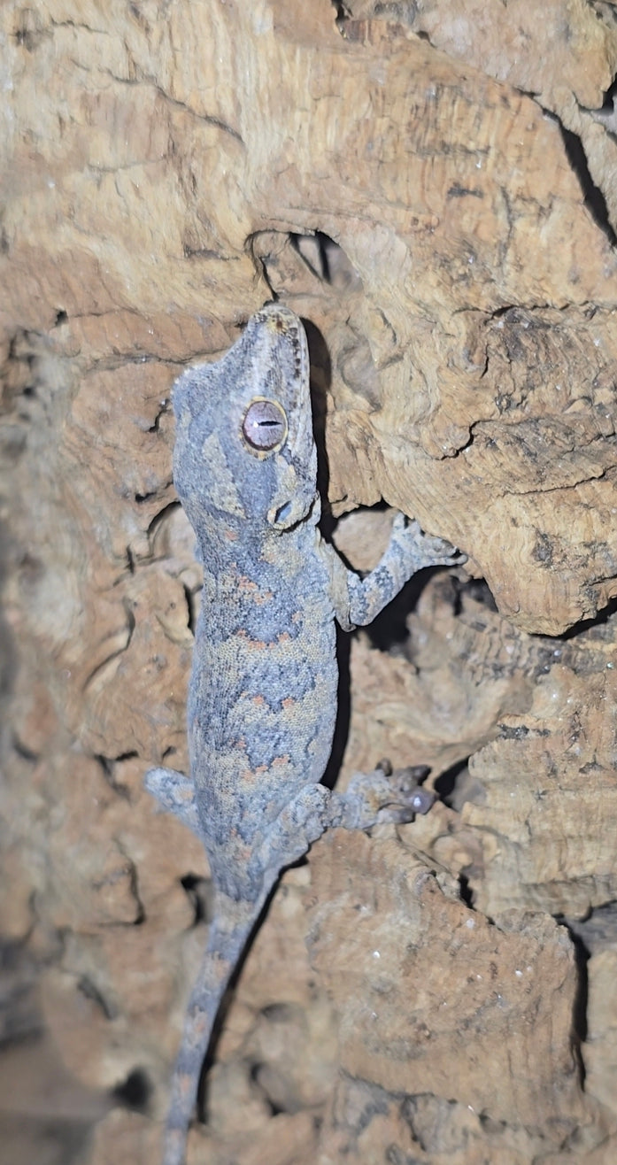 Orange reticulated gargoyle gecko baby 9-2-25