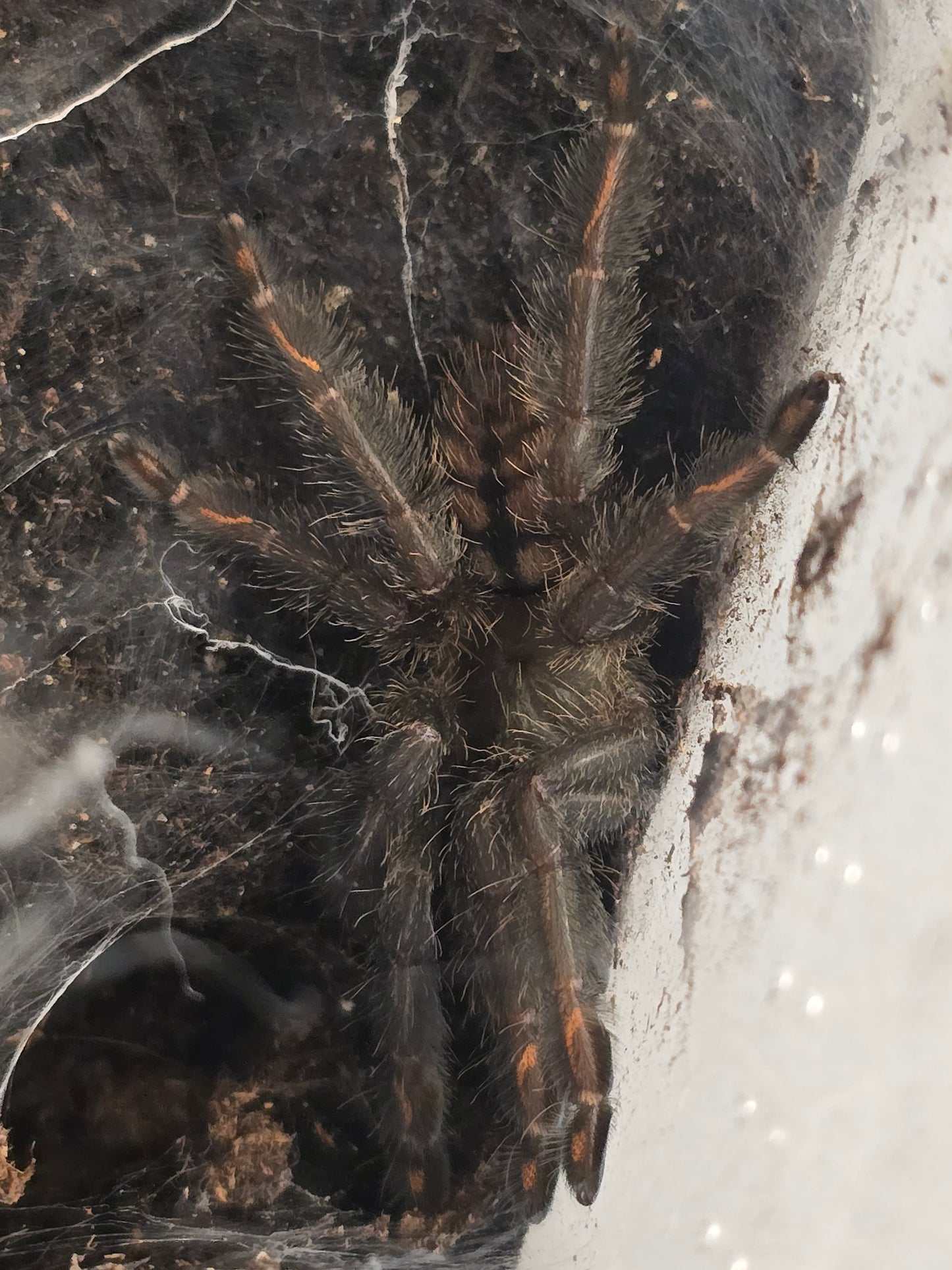 Psalmopoeus cambridgei