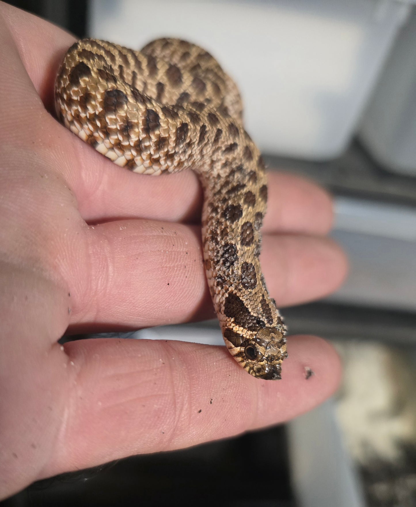 Hognose snake