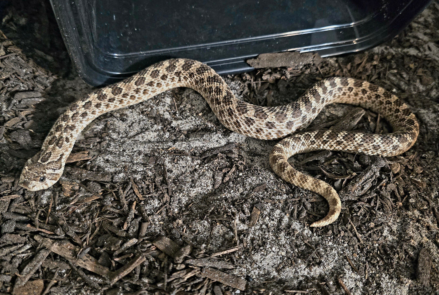 Hognose snake