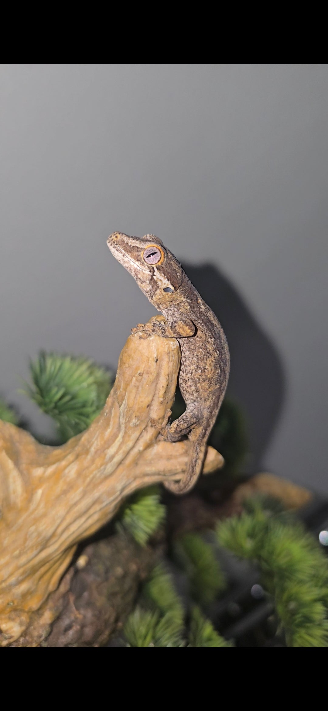 Pos. Orange stripe gargoyle gecko baby 8-18-25