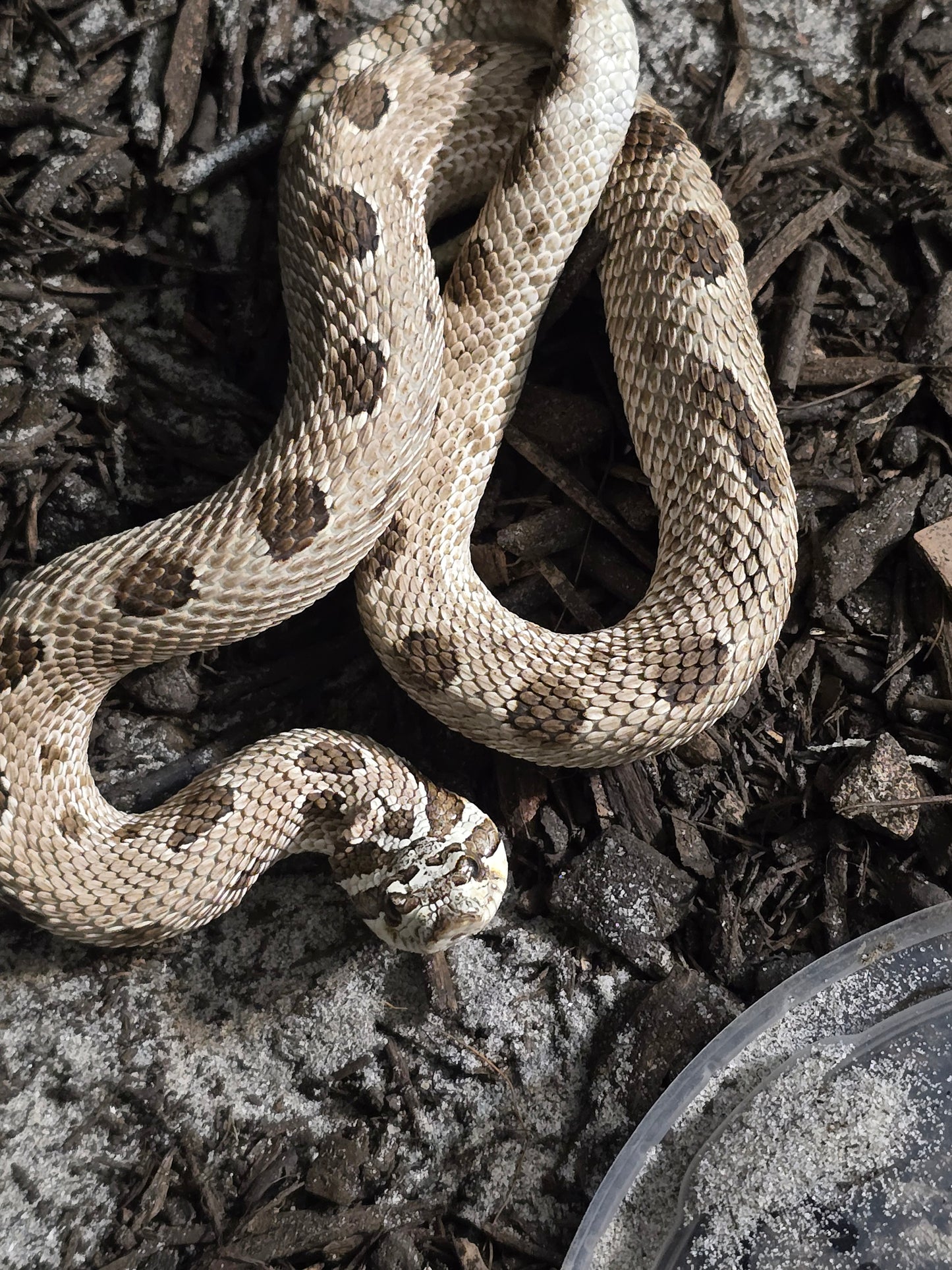 Hognose snake