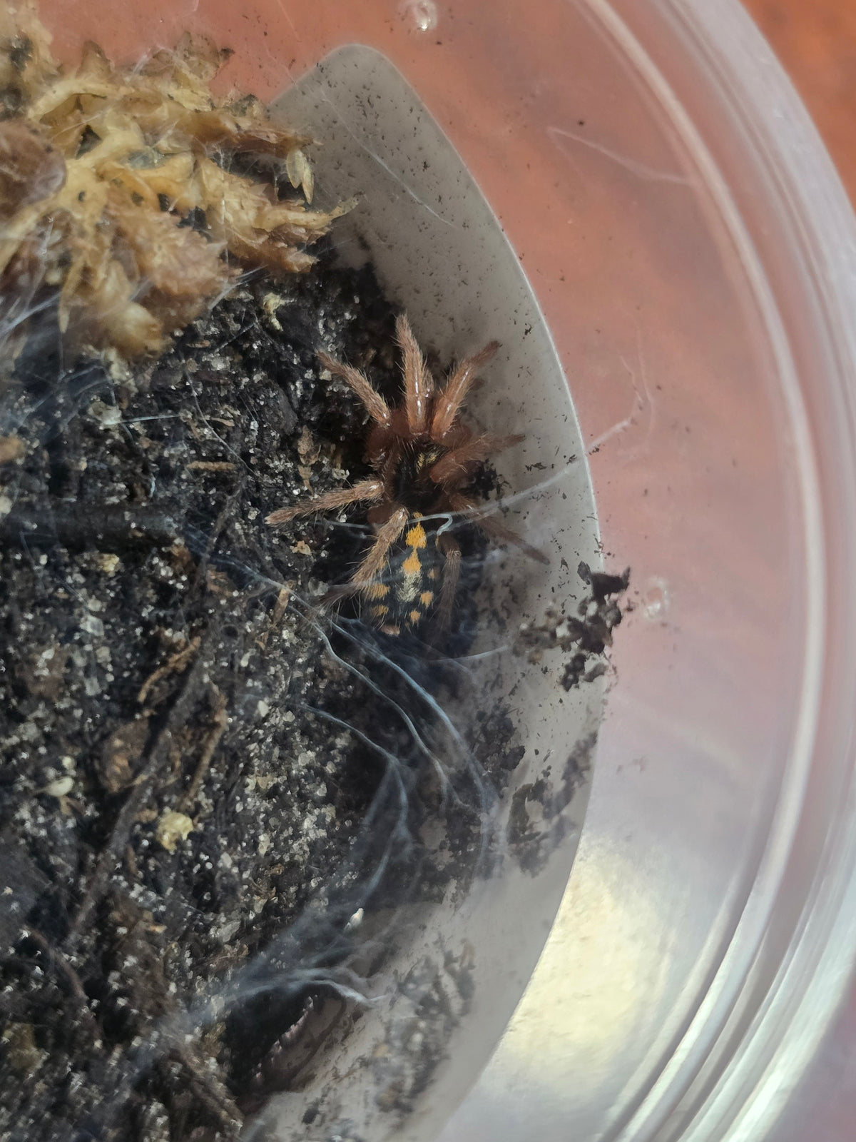 Hapalopus sp. Columbia