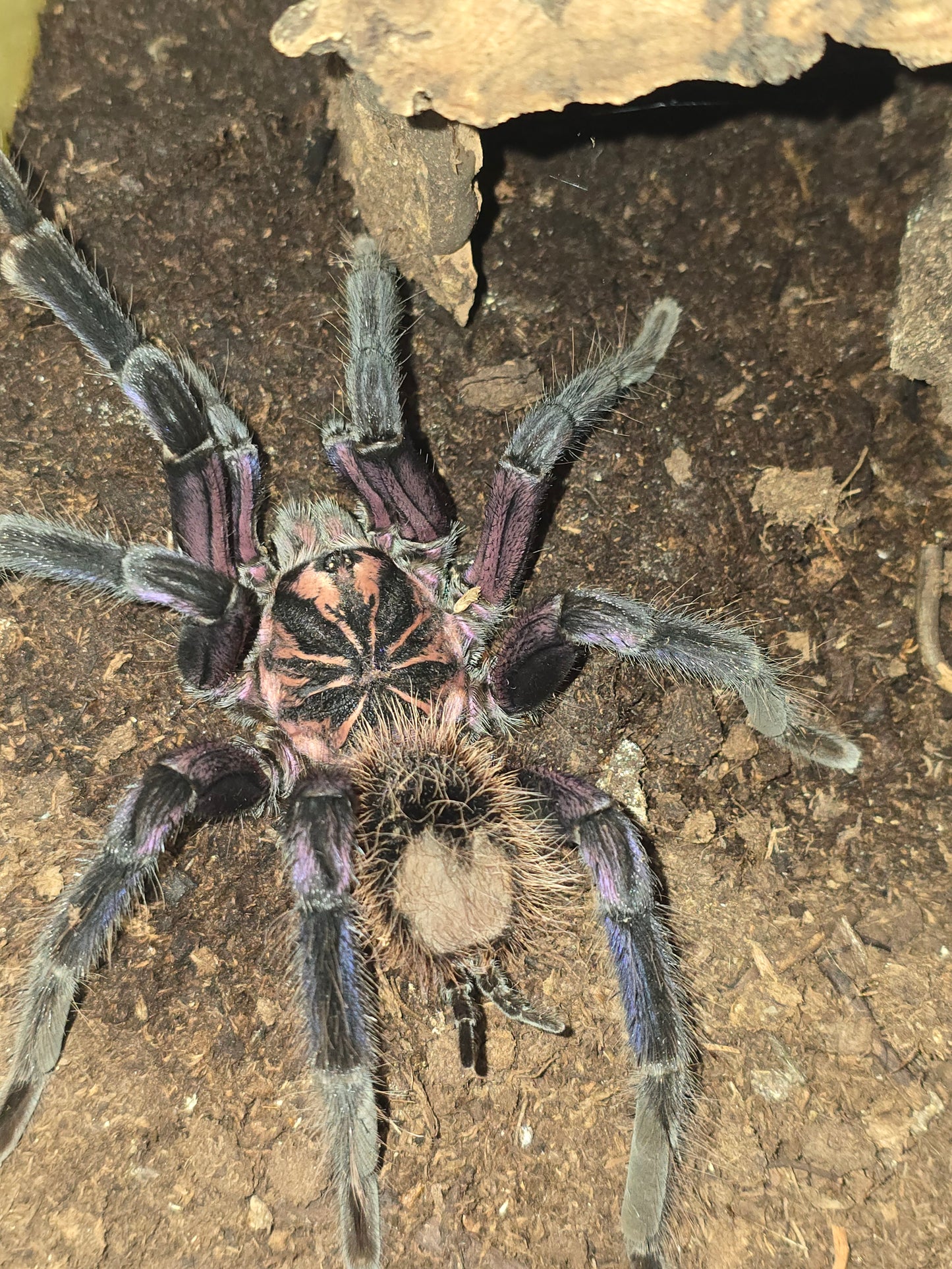 Xenesthis immanis