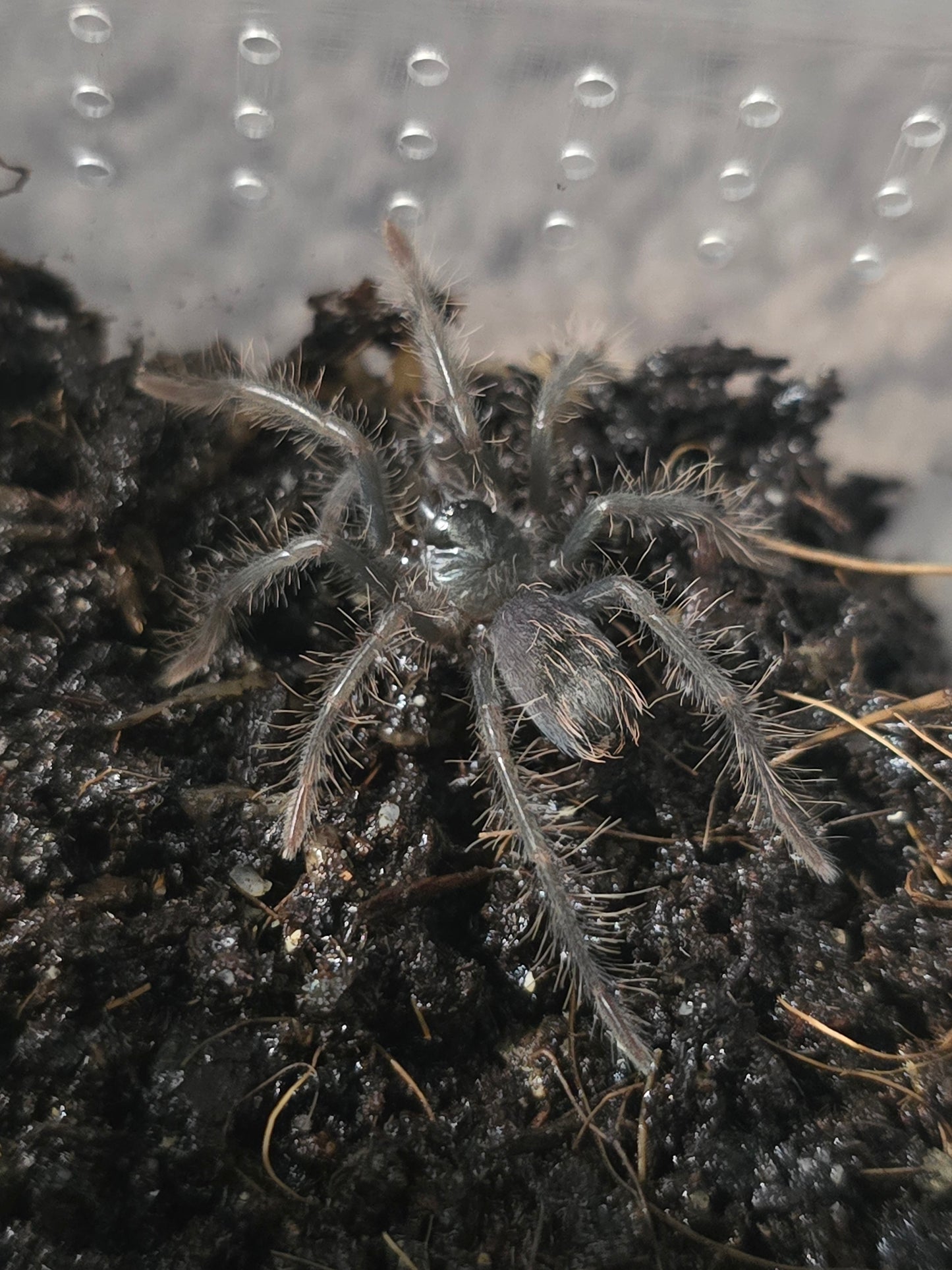 Xenesthis immanis