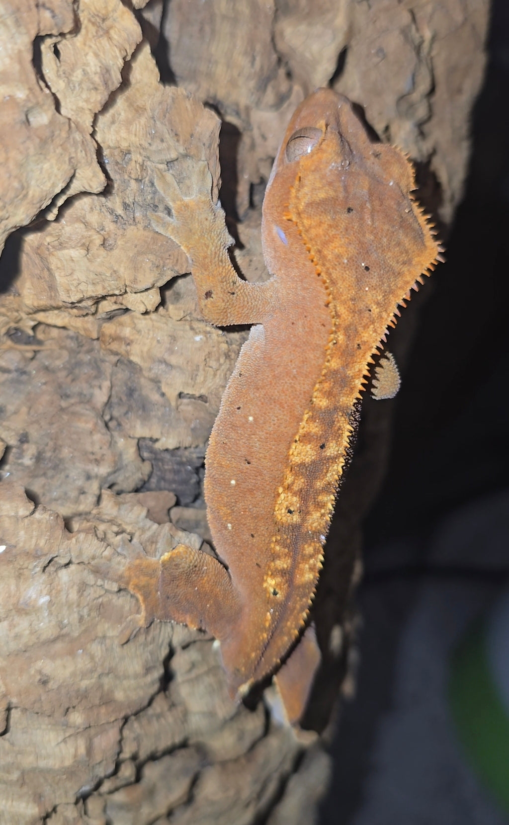 Red flame crested gecko female