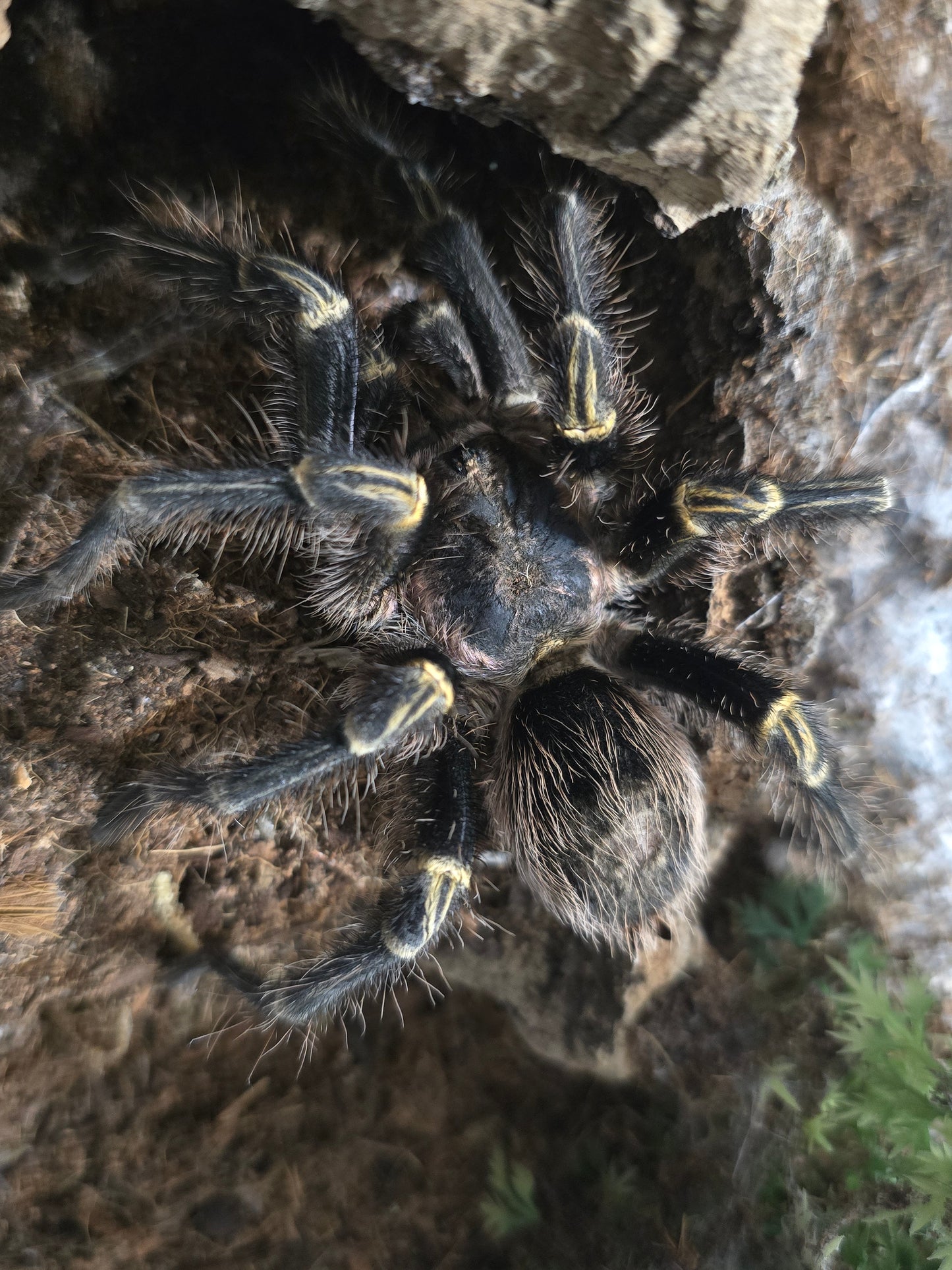 Grammastola pulchripes