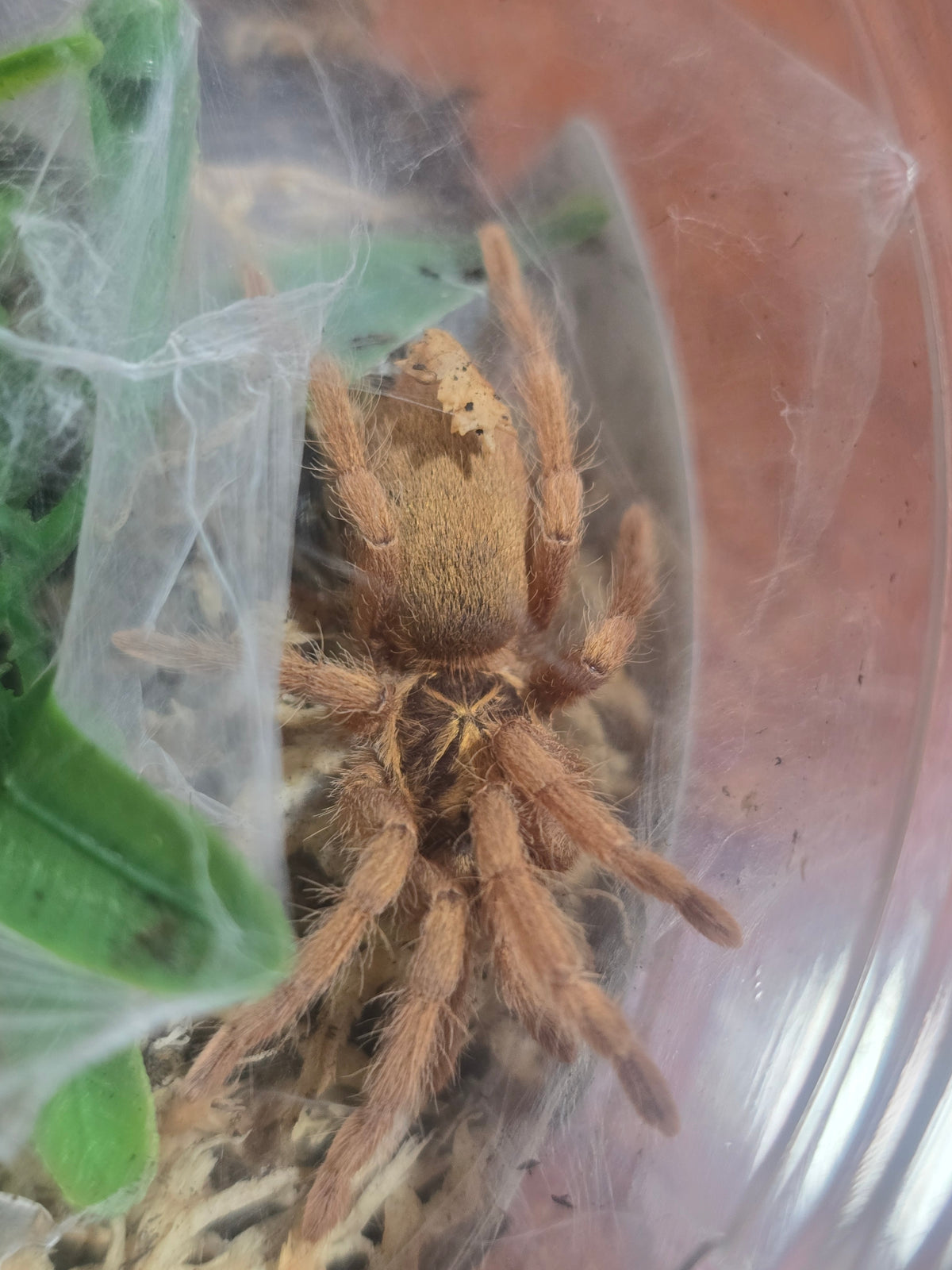 Neoholothele incei (gold)