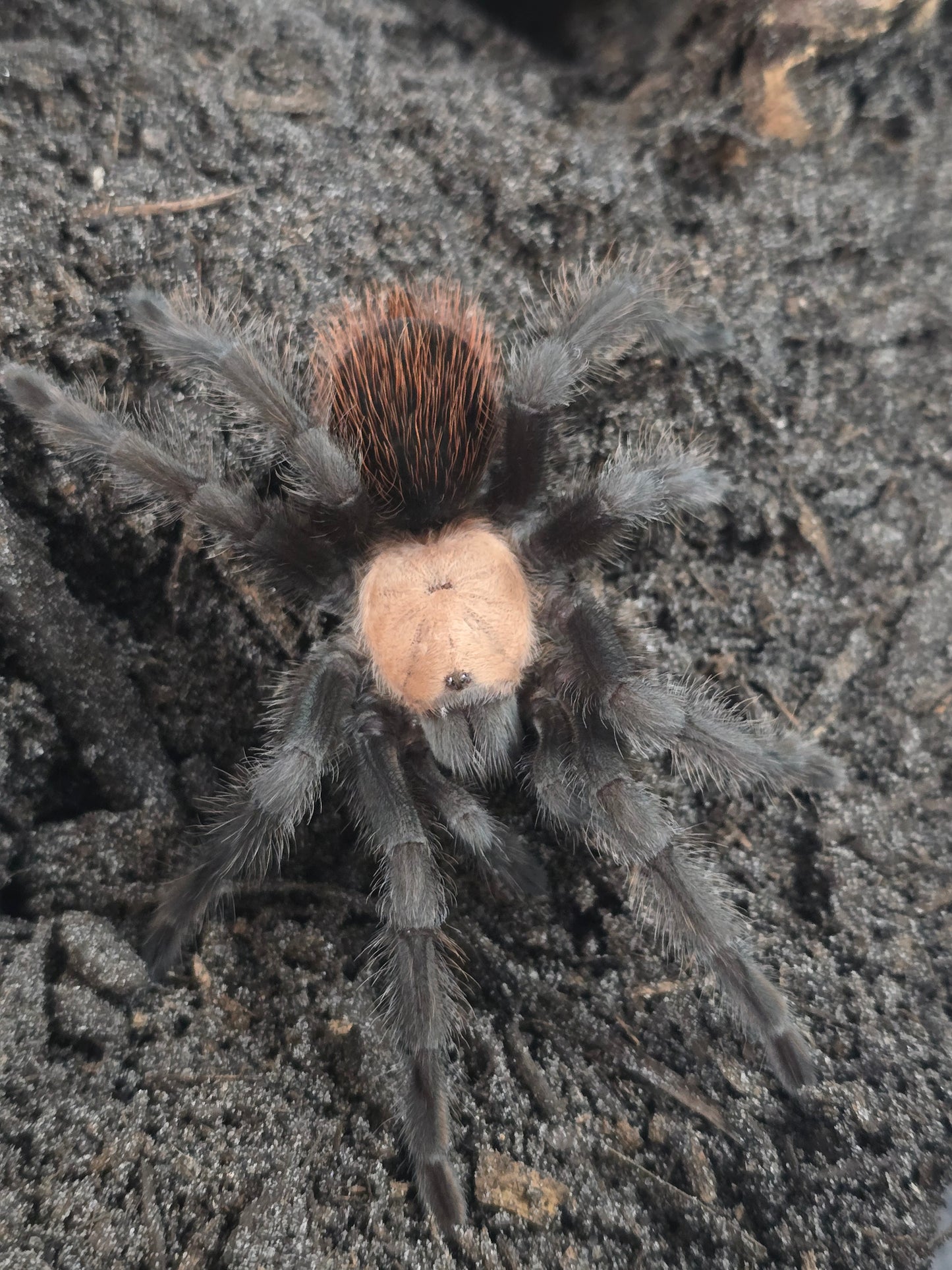 Brachypelma albiceps
