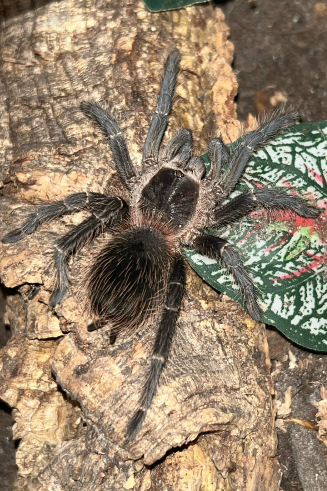 Lasiodora parahybana