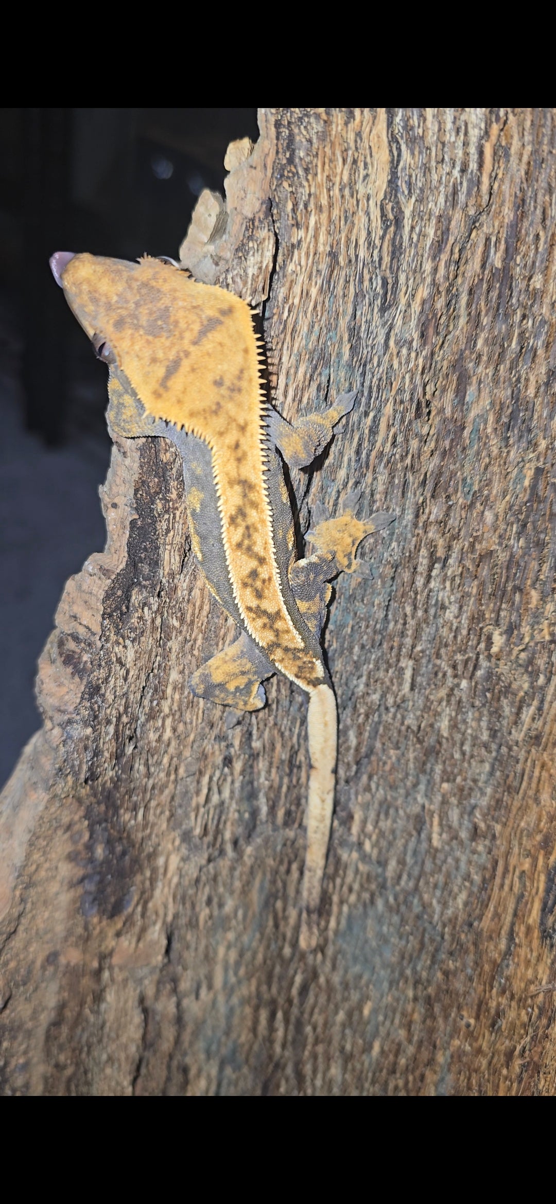 Partial pinstripe harlequin crested gecko female