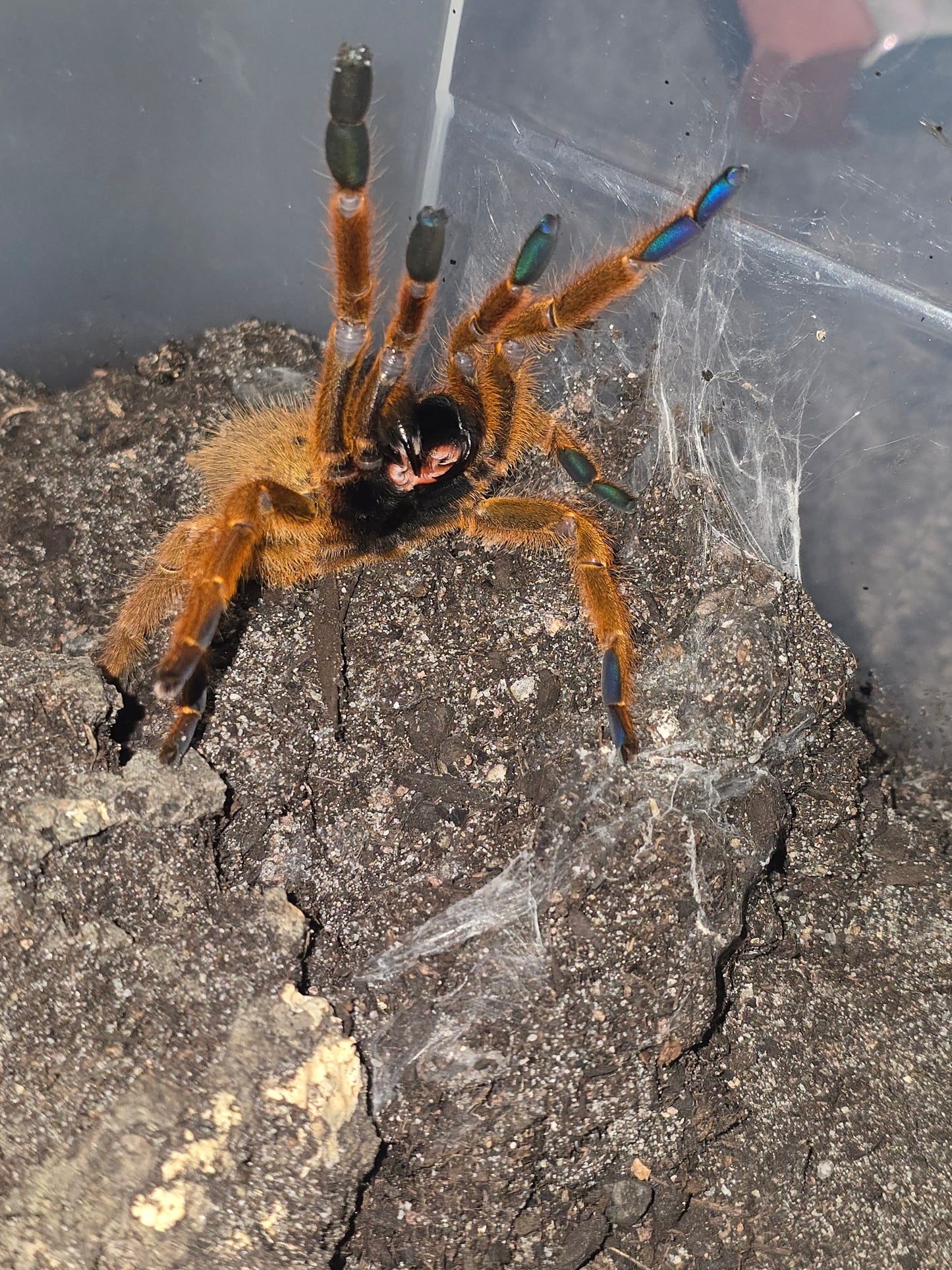 Pterinochilus murinus "Usambara"