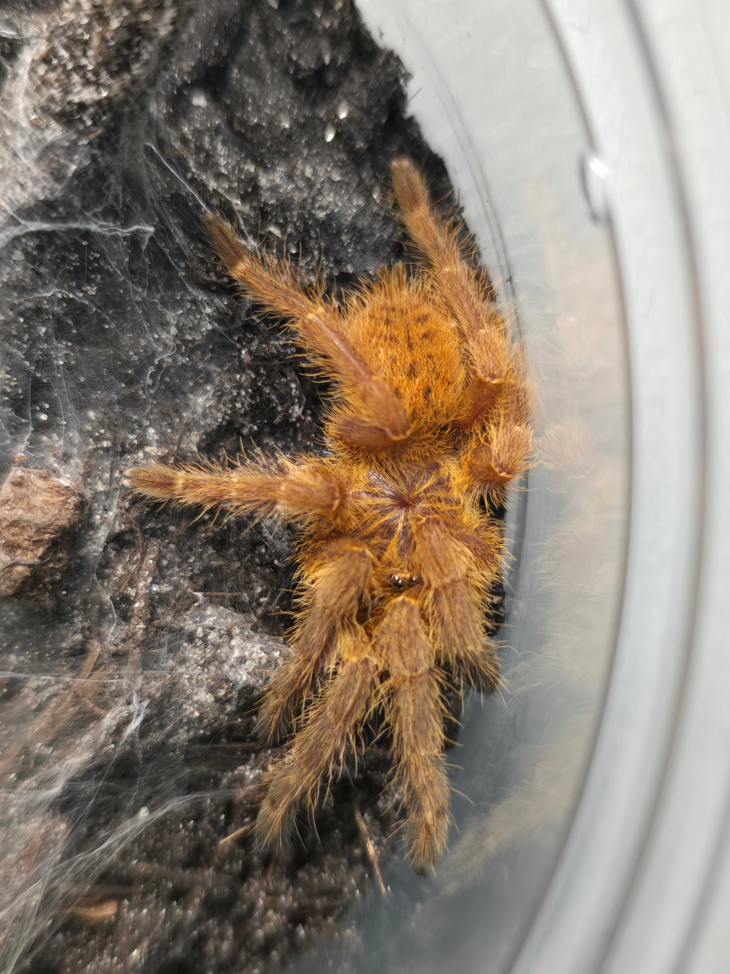 Pterinochilus murinus "Usambara"