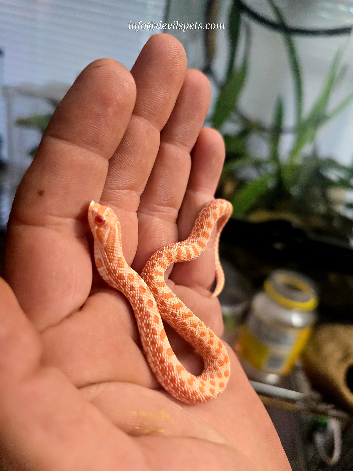 Hognose snake