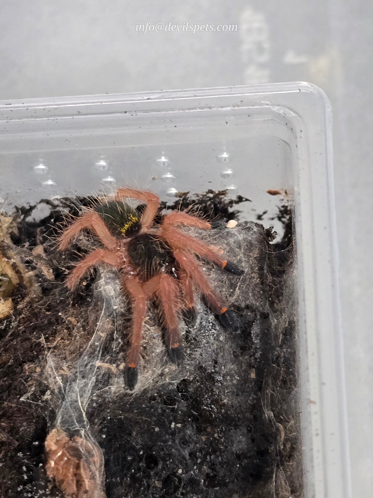 Ephebopus uatuman (emerald skeleton)