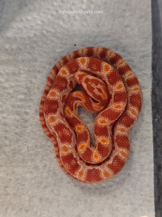 Amelanistic corn snake (cb baby)
