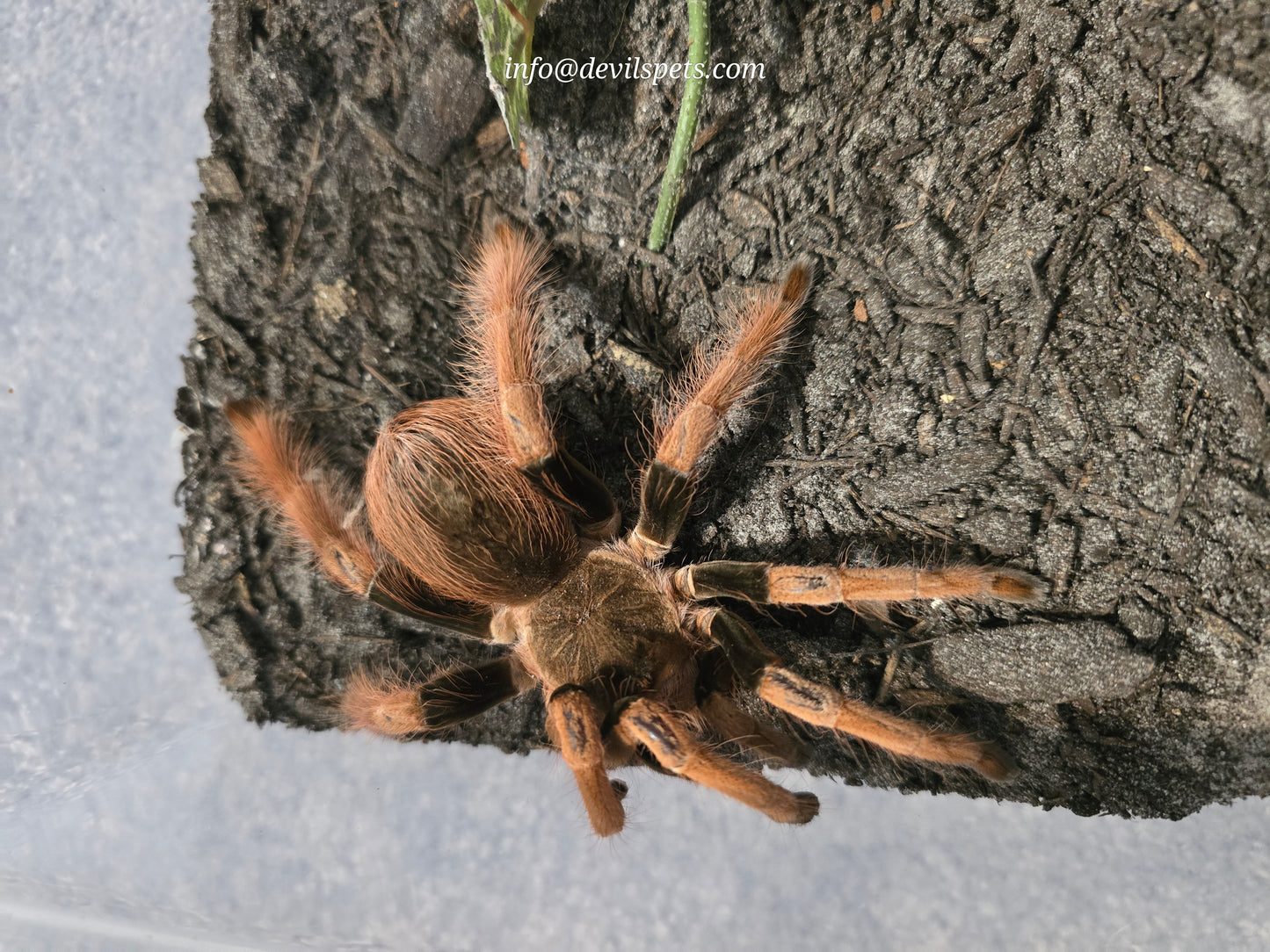 Megaphobema robustum (columbian giant redleg)