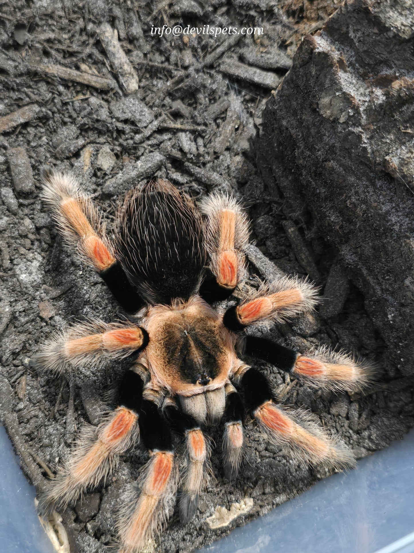 Brachypelma baumgarteni (mexican orange beauty)