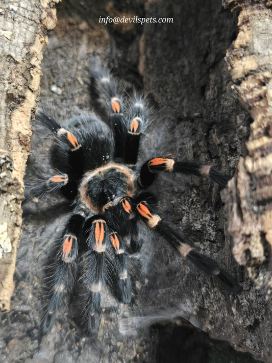 Brachypelma auratum