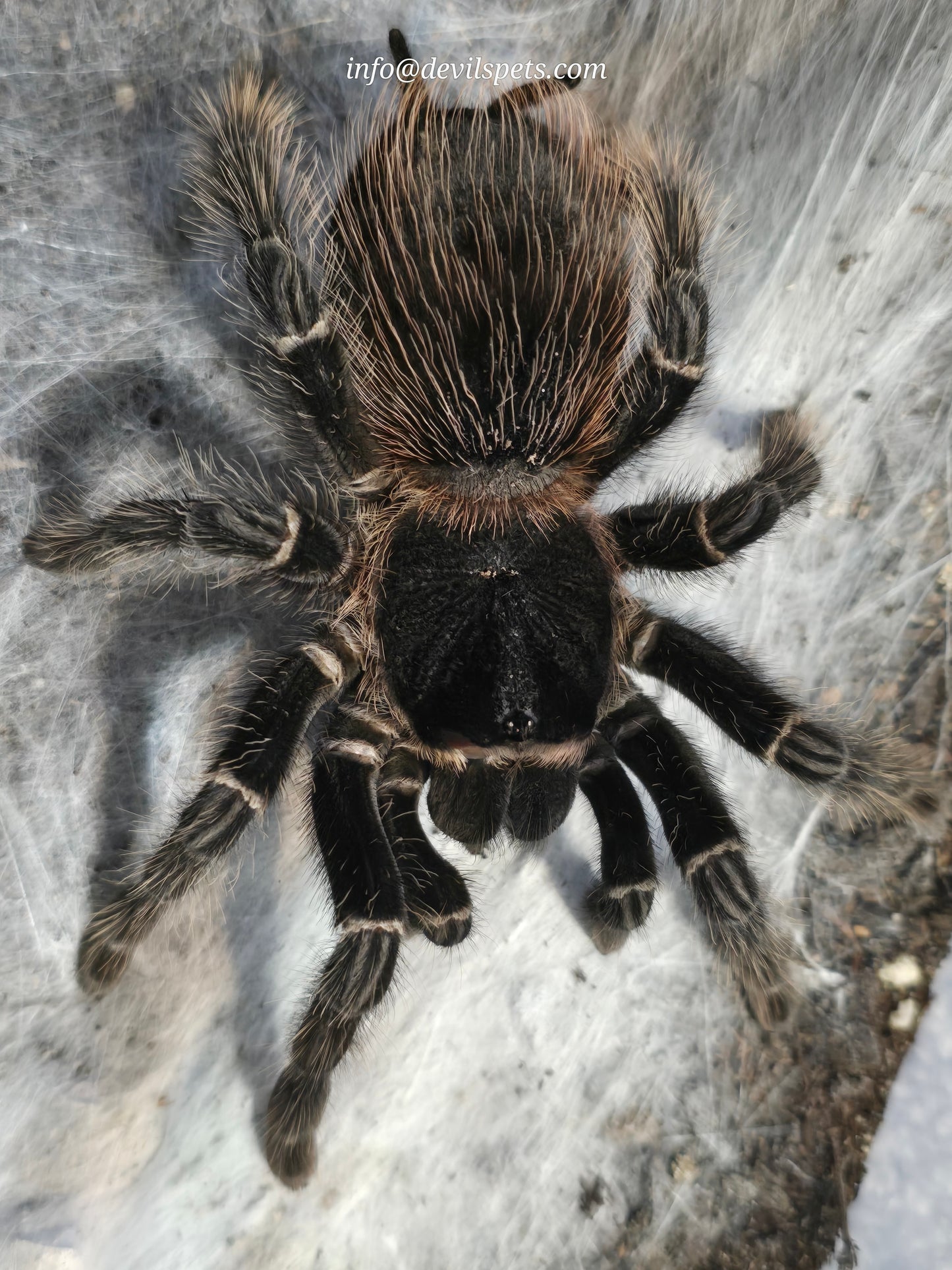 Lasiodora parahybana (salmon pink birdeater)