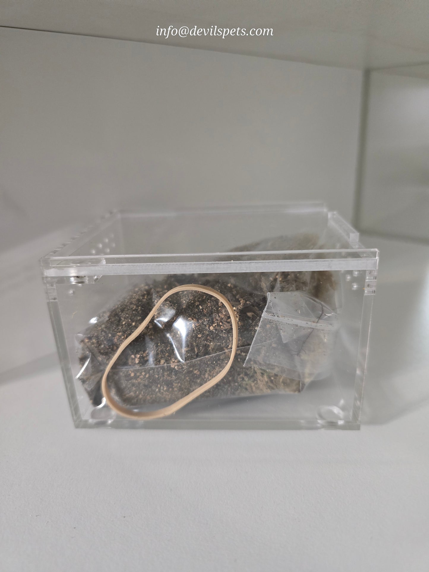 Terrestrial acrylic enclosure