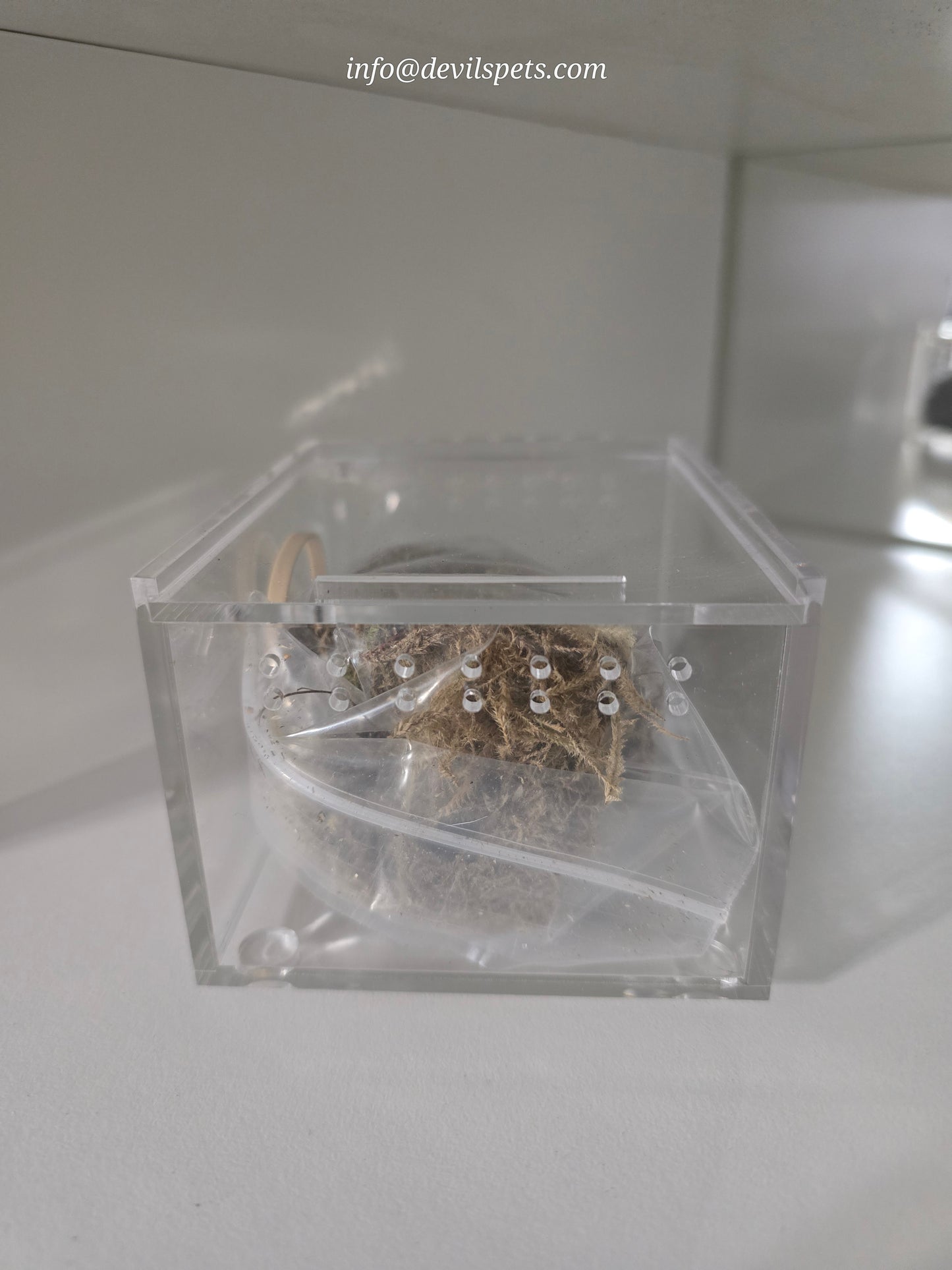 Terrestrial acrylic enclosure